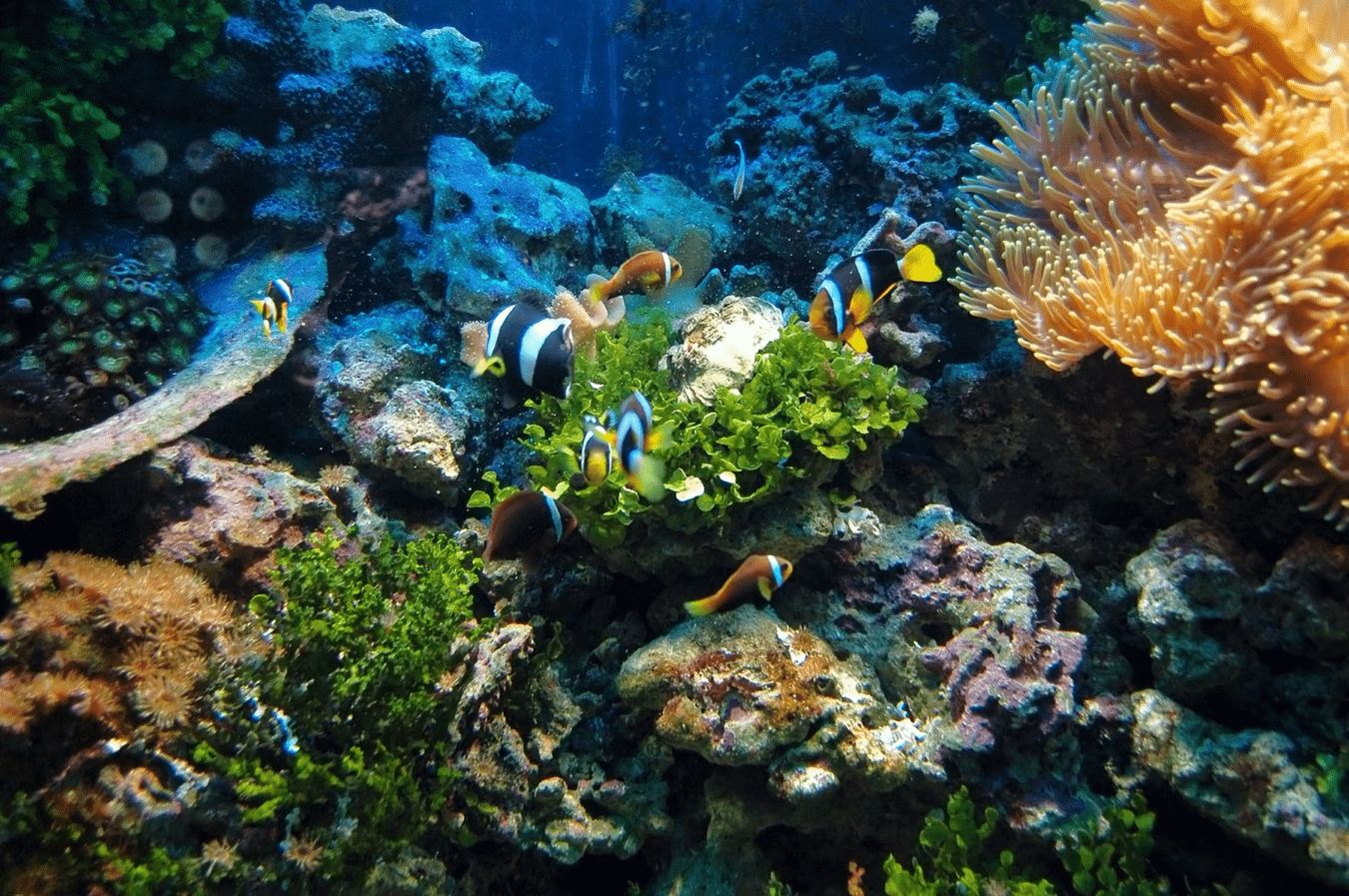 潛入色彩繽紛的水族世界 壁紙