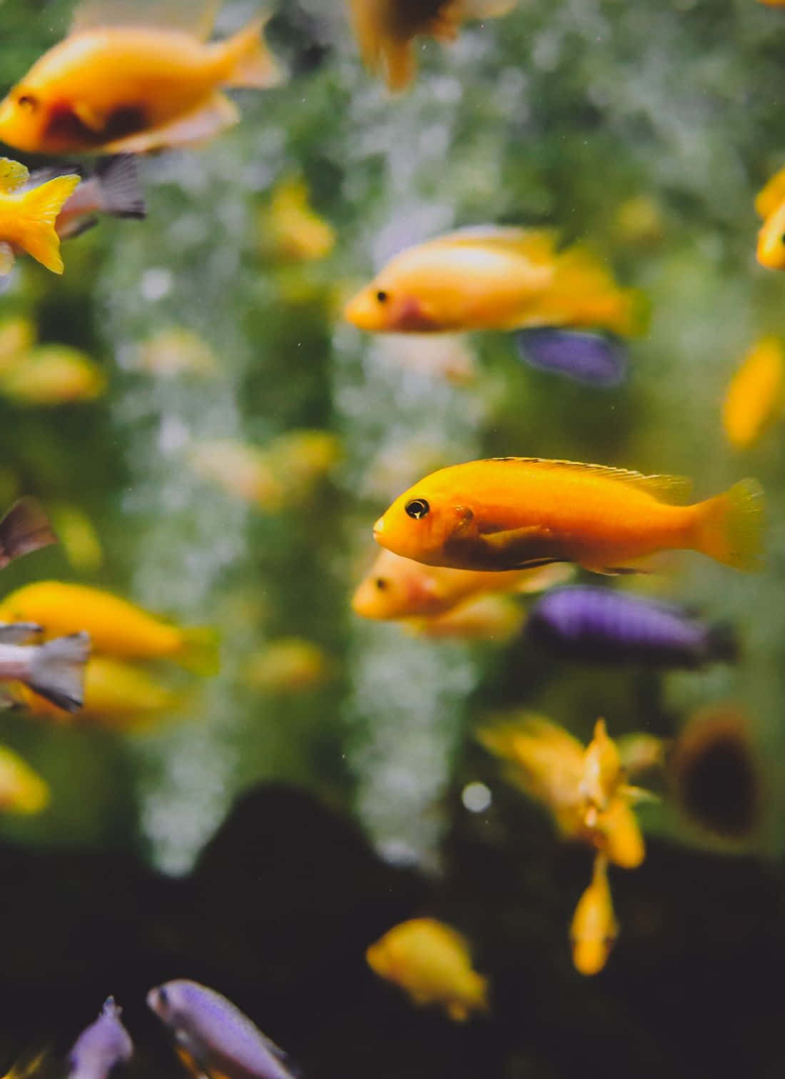 色彩繽紛的魚在綠色水生環境中游動，背景柔和模糊。