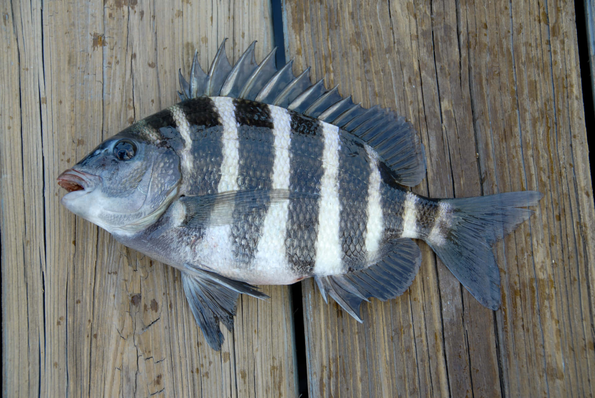 木板上的條紋魚