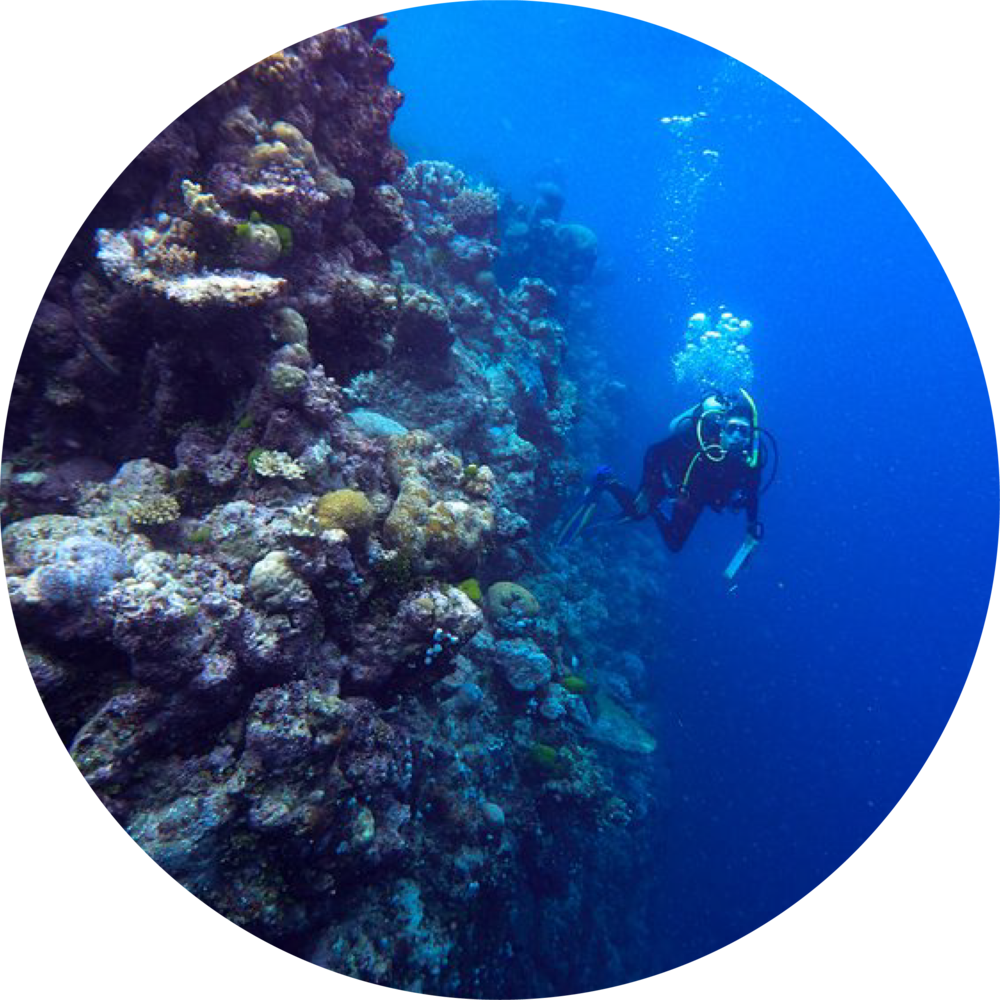 潛水員探索珊瑚礁 壁紙 — 一名水肺潛水員在深藍色海水下探索充滿活力的珊瑚礁牆，氣泡不斷上升。