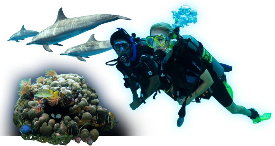 潛水員與海洋生物冒險 壁紙 — 兩名水肺潛水員在充滿色彩繽紛魚類的 vibrant 珊瑚礁附近與海豚一同游泳。
