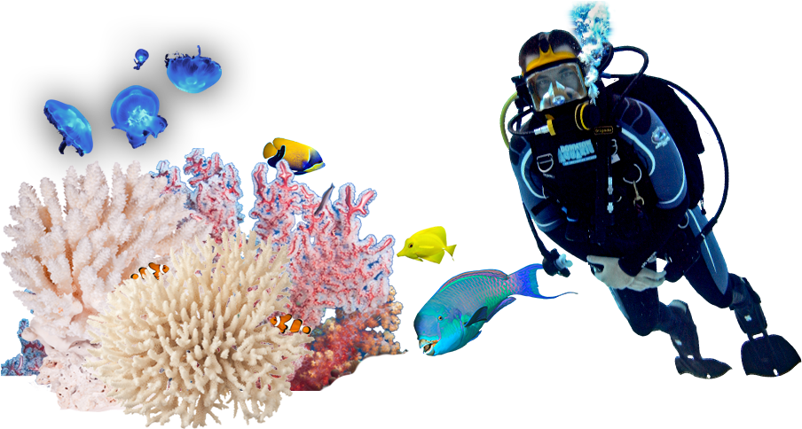 潛水員與海洋生物水下場景 壁紙 — 一名水肺潛水員在黑色背景下探索充滿活力的珊瑚礁，有小丑魚和色彩繽紛的魚類。