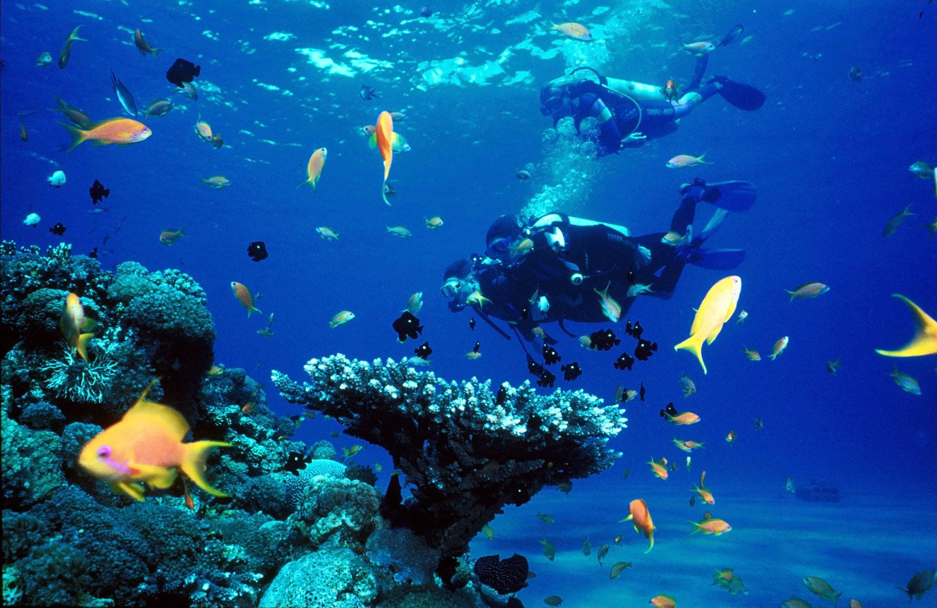 潛水探索珊瑚礁與黃魚 壁紙 — 水肺潛水員在清澈的藍色海水下探索充滿色彩繽紛的熱帶魚的活力珊瑚礁。