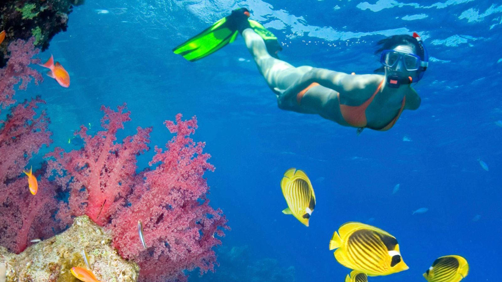 潛水與海洋生物 壁紙 — 一名浮潛者在充滿活力的藍色海水中滑行，經過粉紅色珊瑚和黃色蝴蝶魚。
