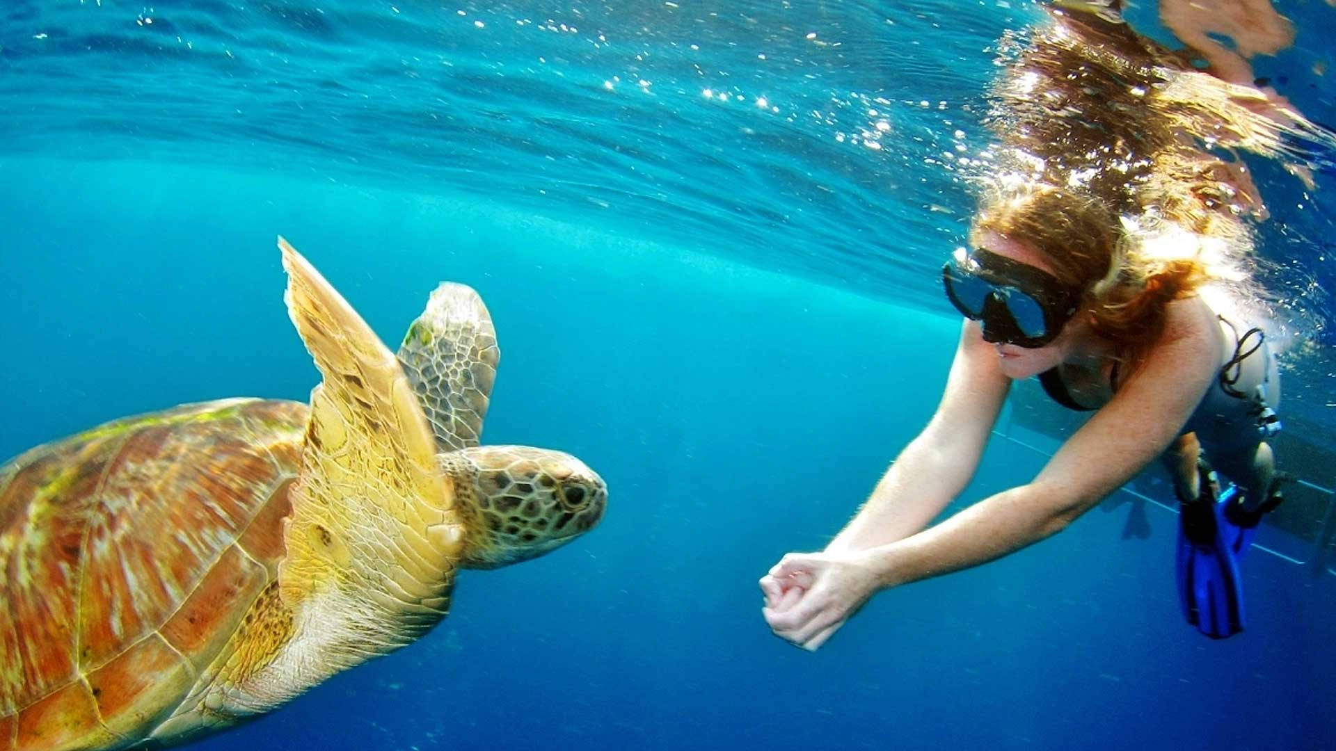 潛水與海龜 壁紙 — 一名浮潛者輕輕伸手觸碰在清澈碧綠海水中游動的大海龜。