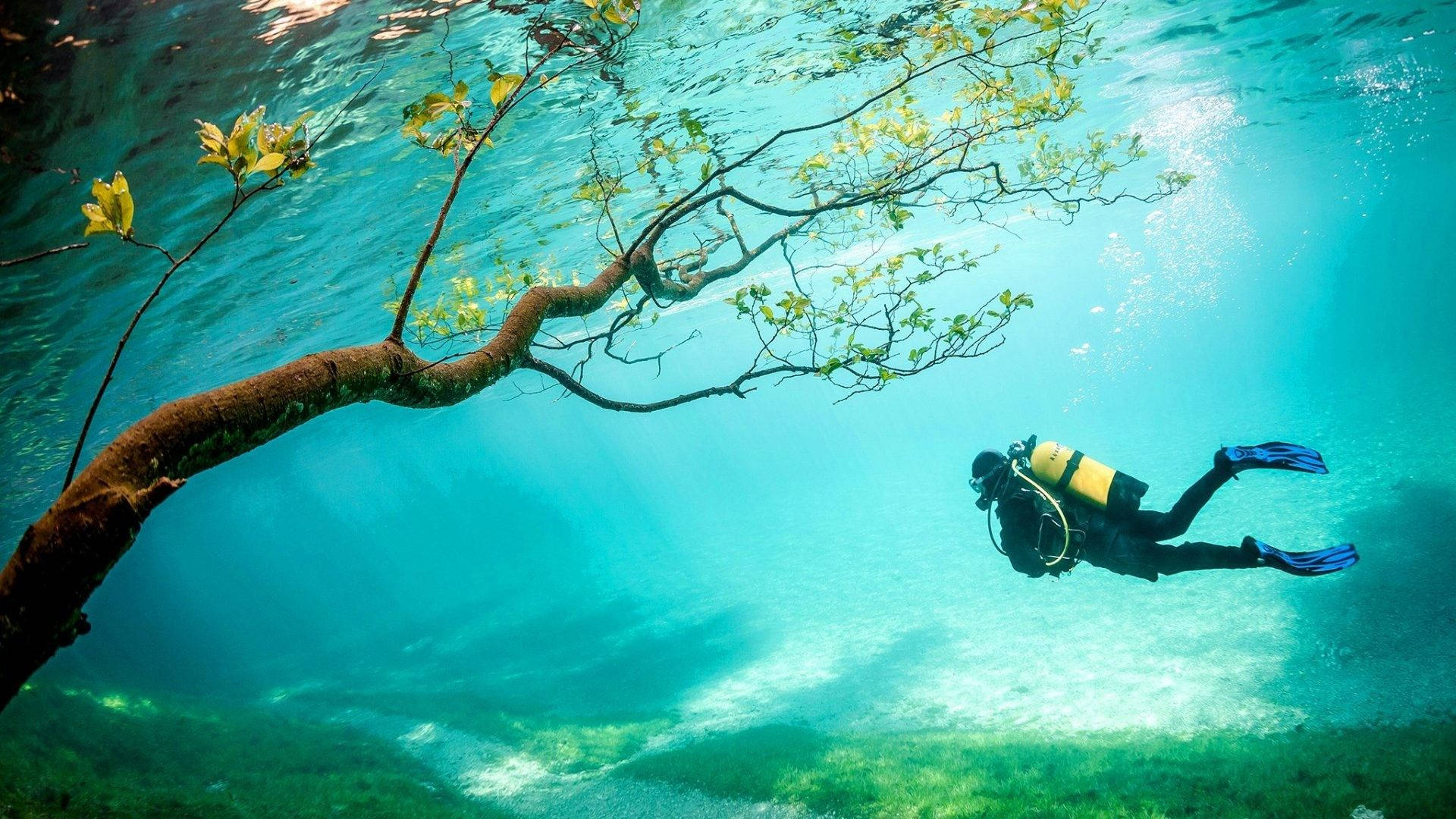 水肺潛水員在清澈的藍色海水中，在沉沒的樹木下游動。