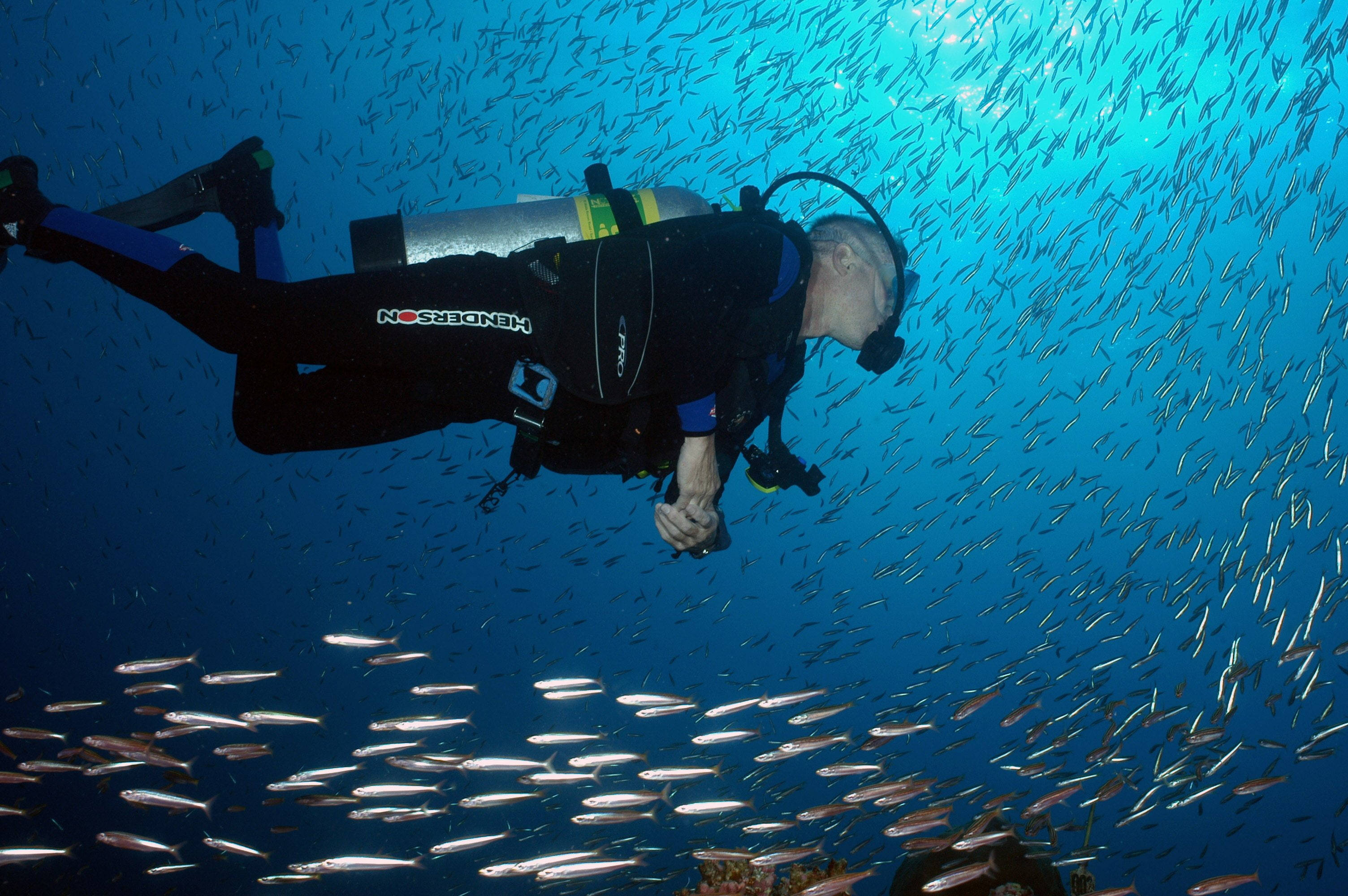 潛水遇鰩魚群 壁紙 — 一名水肺潛水員在充滿活力的藍色海水中滑行，周圍環繞著旋轉的銀色魚群。