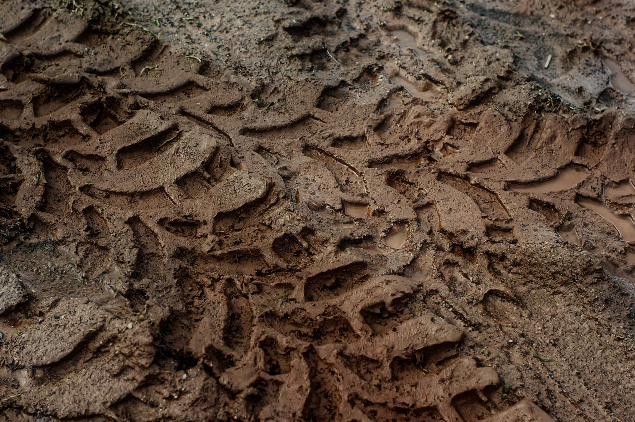 mud 桌布 壁紙 — 潮濕棕色泥土中深陷的泥濘輪胎痕跡，散落著草葉的特寫。
