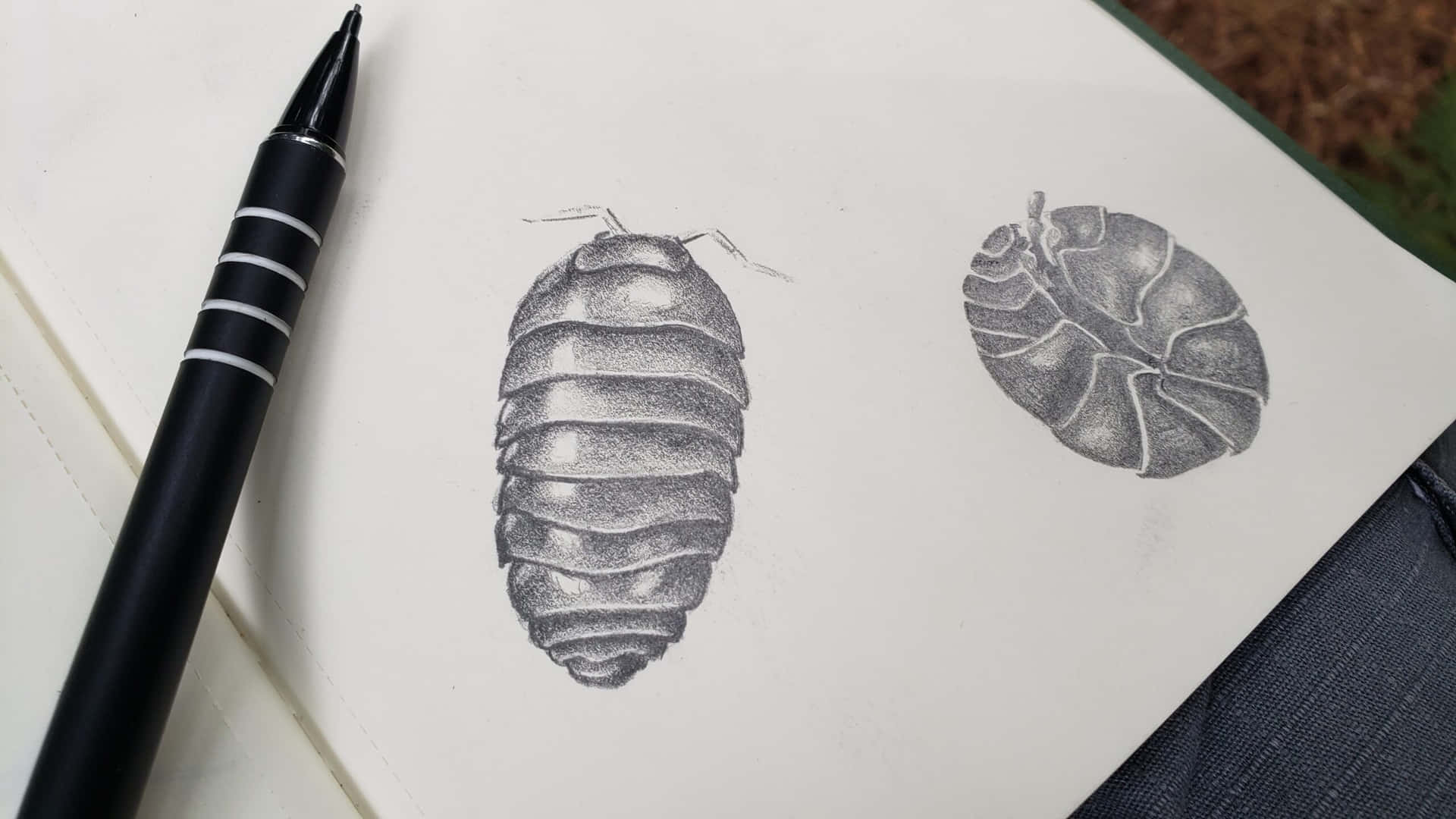 潮蟲素描藝術 壁紙 — 兩幅詳細嘅鉛筆素描，畫咗鼠婦喺素描簿頁面上，旁邊有支黑色筆。