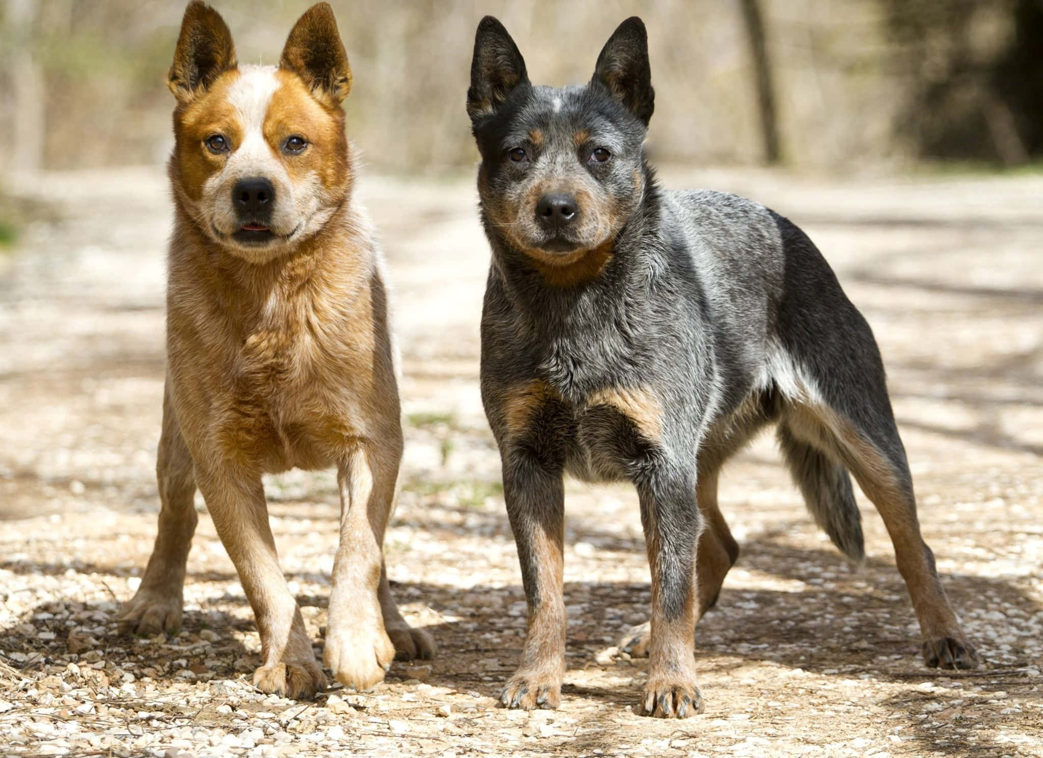 澳洲牧牛犬品種照片 壁紙 — 兩隻澳洲牧牛犬警覺地站在一條陽光普照的碎石路上，身後樹木投下斑駁的陰影。