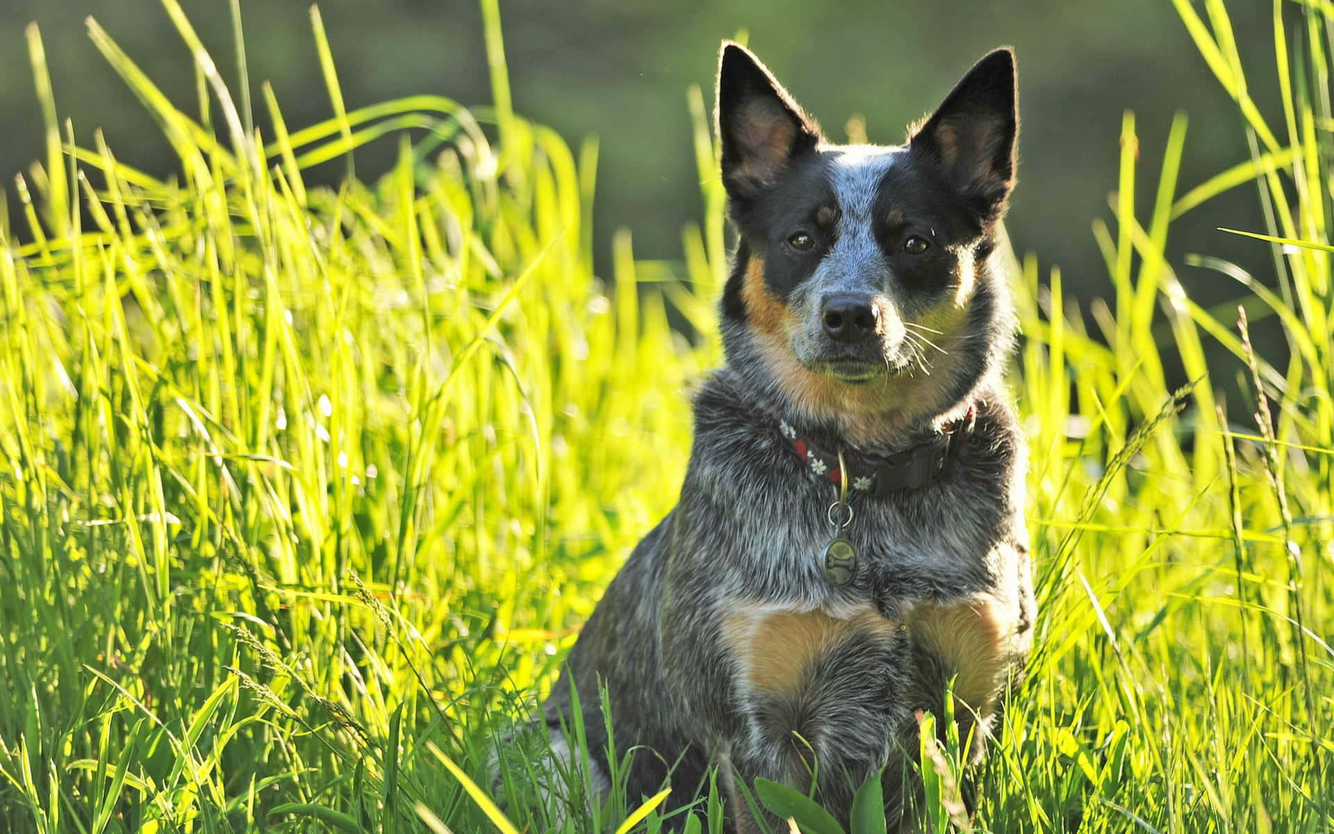 澳洲牧牛犬在綠草地上休憩的肖像 壁紙 — 一隻藍色赫勒犬在陽光照耀的綠色草地上警覺地坐著，背景柔和散景。