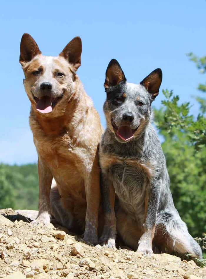 澳洲牧牛犬在陽光下悠閒小憩 壁紙 — 兩隻快樂的澳洲牧牛犬並排坐在陽光普照的土堆上，背後有綠樹和藍天。