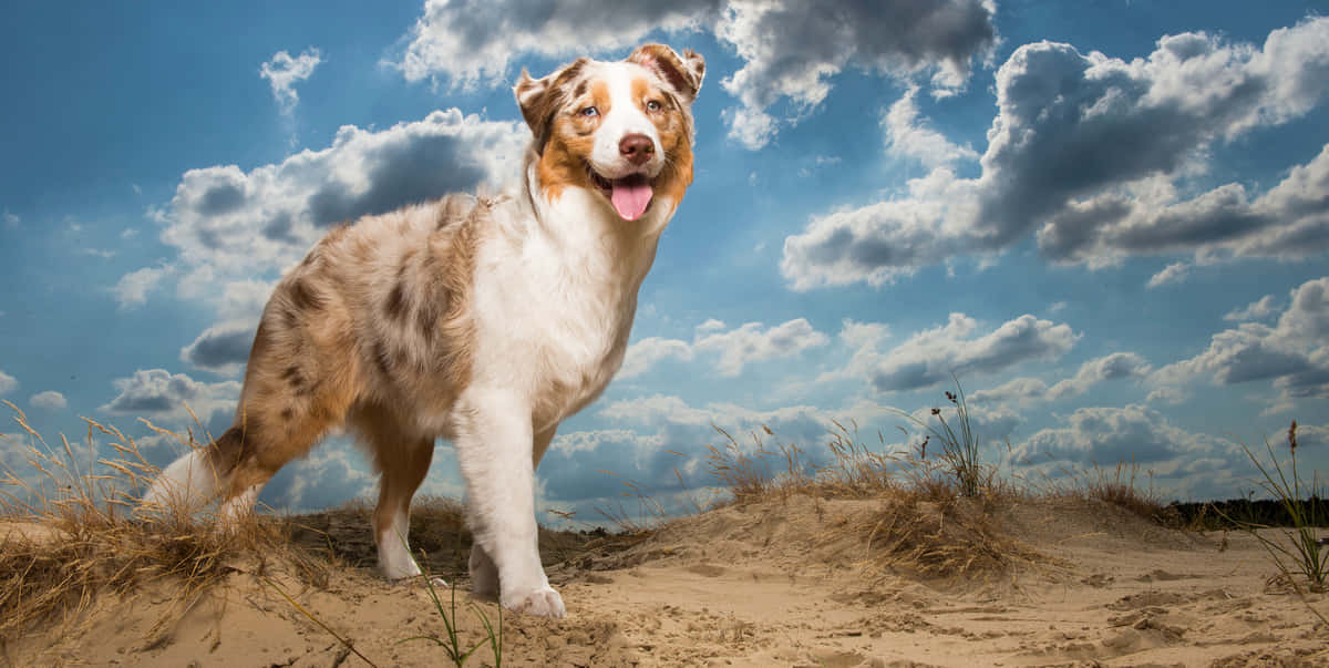澳洲牧羊犬在沙丘上站立，背景是帶有雲朵的明亮藍天。