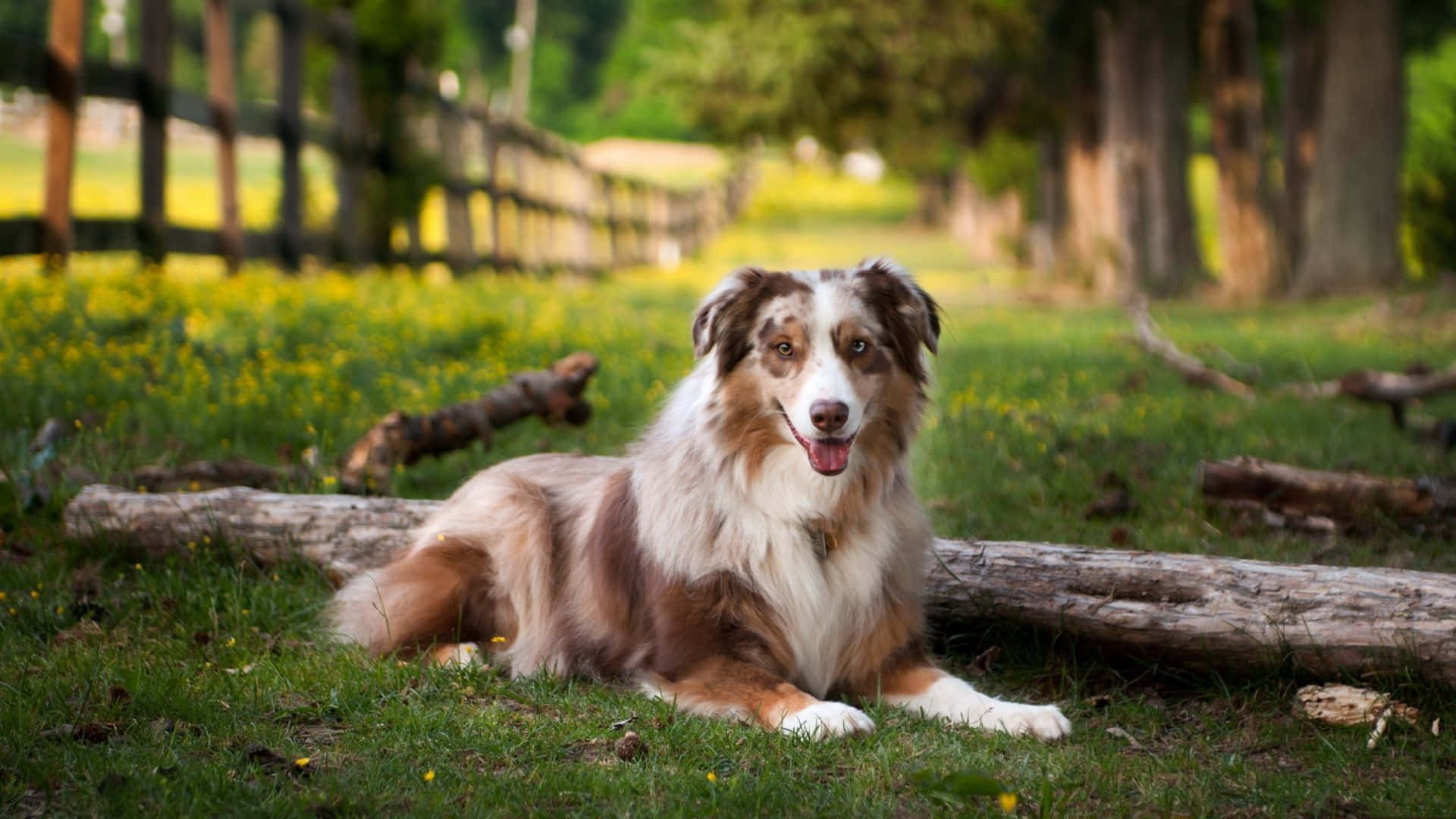 一隻棕白色澳洲牧羊犬躺在陽光田野的草地上，靠近木頭。