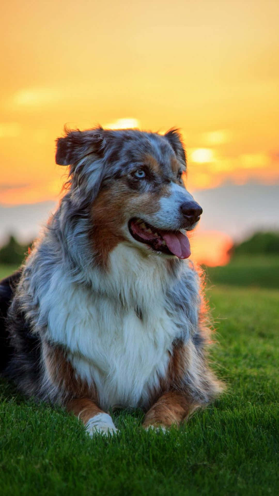 藍色隕石色澳洲牧羊犬在金色夕陽下躺在草地上