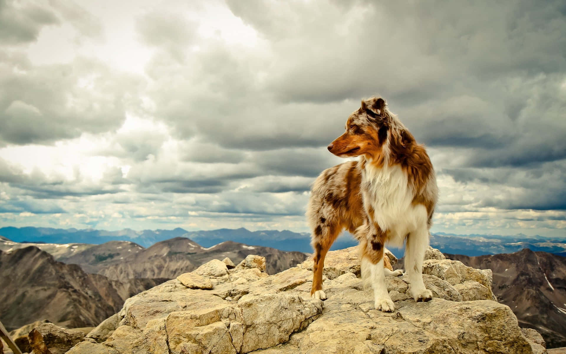 一隻梅爾色澳洲牧羊犬站在岩石山頂上，俯瞰遠方的山峰，天空多雲。