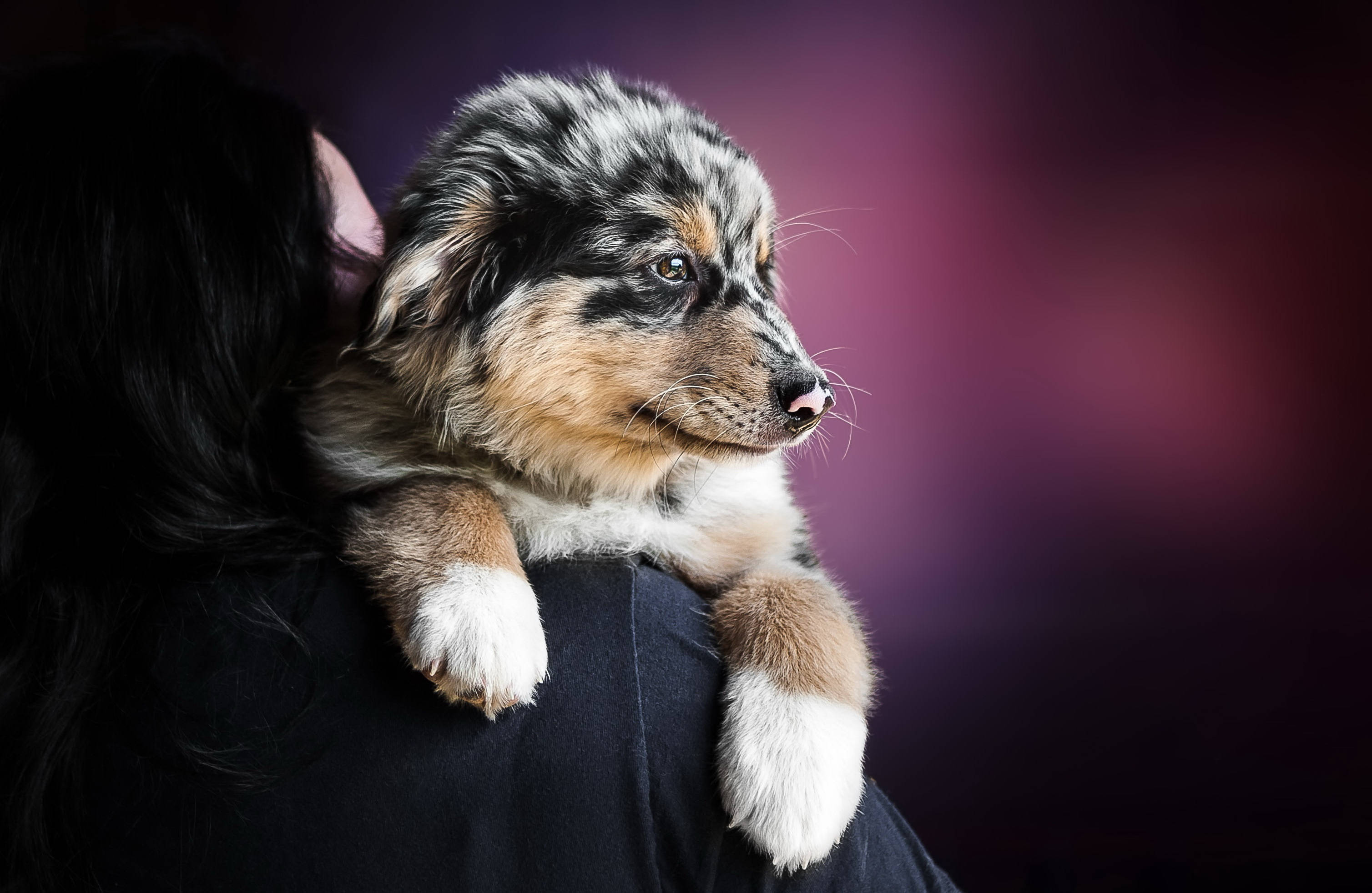 澳洲牧羊犬幼犬 壁紙 — 一隻毛茸茸的梅爾斑紋小狗，有棕色和白色的爪子，輕輕地靠在一個人的肩膀上，背景是深紫色的模糊效果。