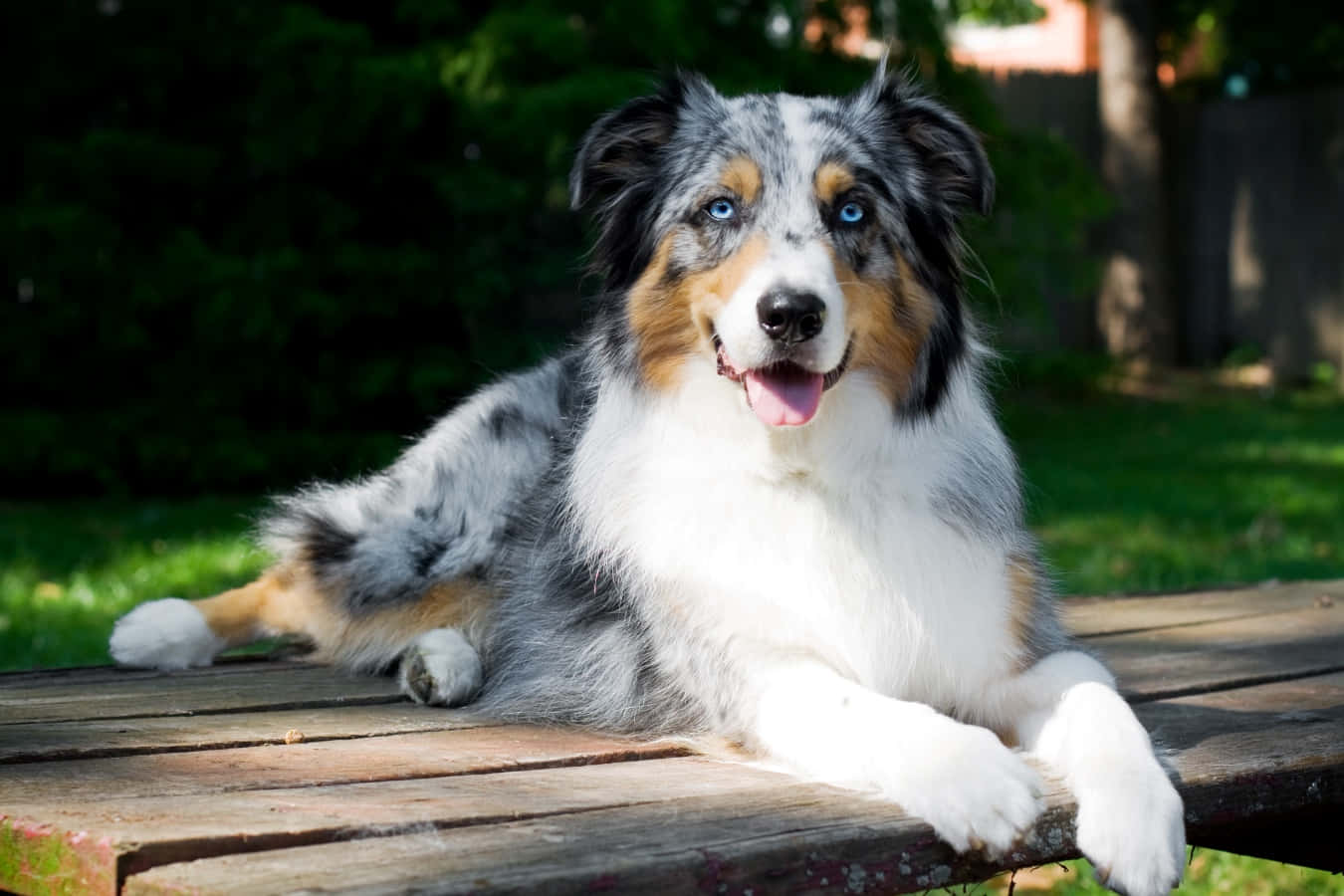 一隻藍眼澳洲牧羊犬在陽光明媚的院子裡的木長椅上休息。