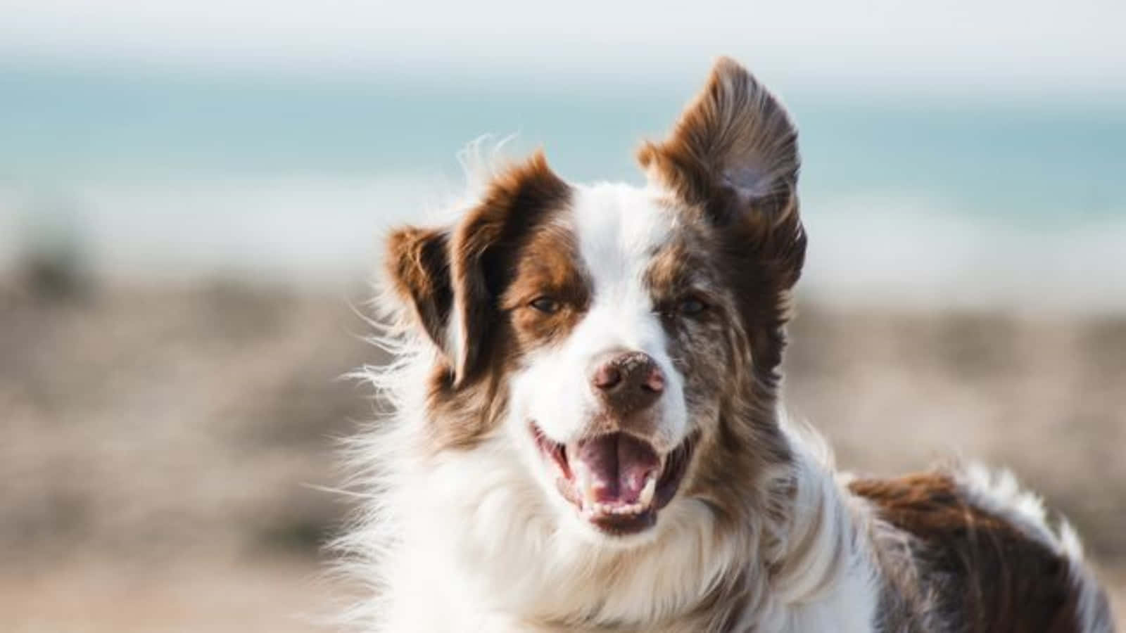 澳洲牧羊犬犬種圖片 壁紙 — 一隻快樂的棕白色邊境牧羊犬，豎起耳朵，張開嘴巴，在沙灘上以海洋為背景對著鏡頭微笑。