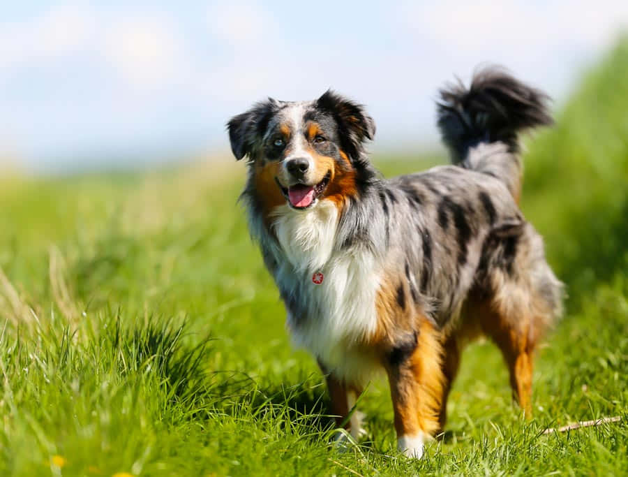 一隻雲石色澳洲牧羊犬站在綠草中，伸出舌頭。