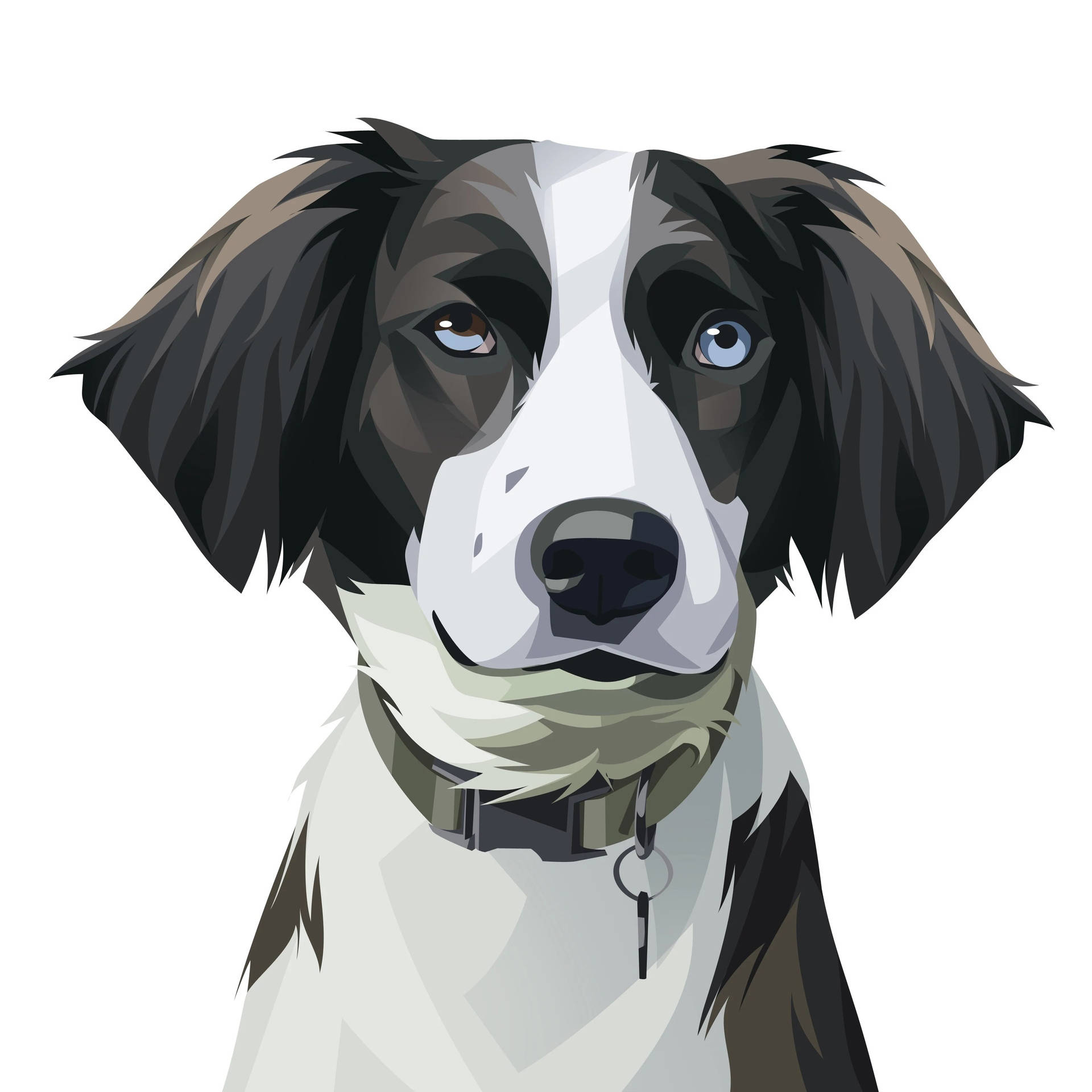 一隻戴著項圈的邊境牧羊犬，有一藍一褐的眼睛。