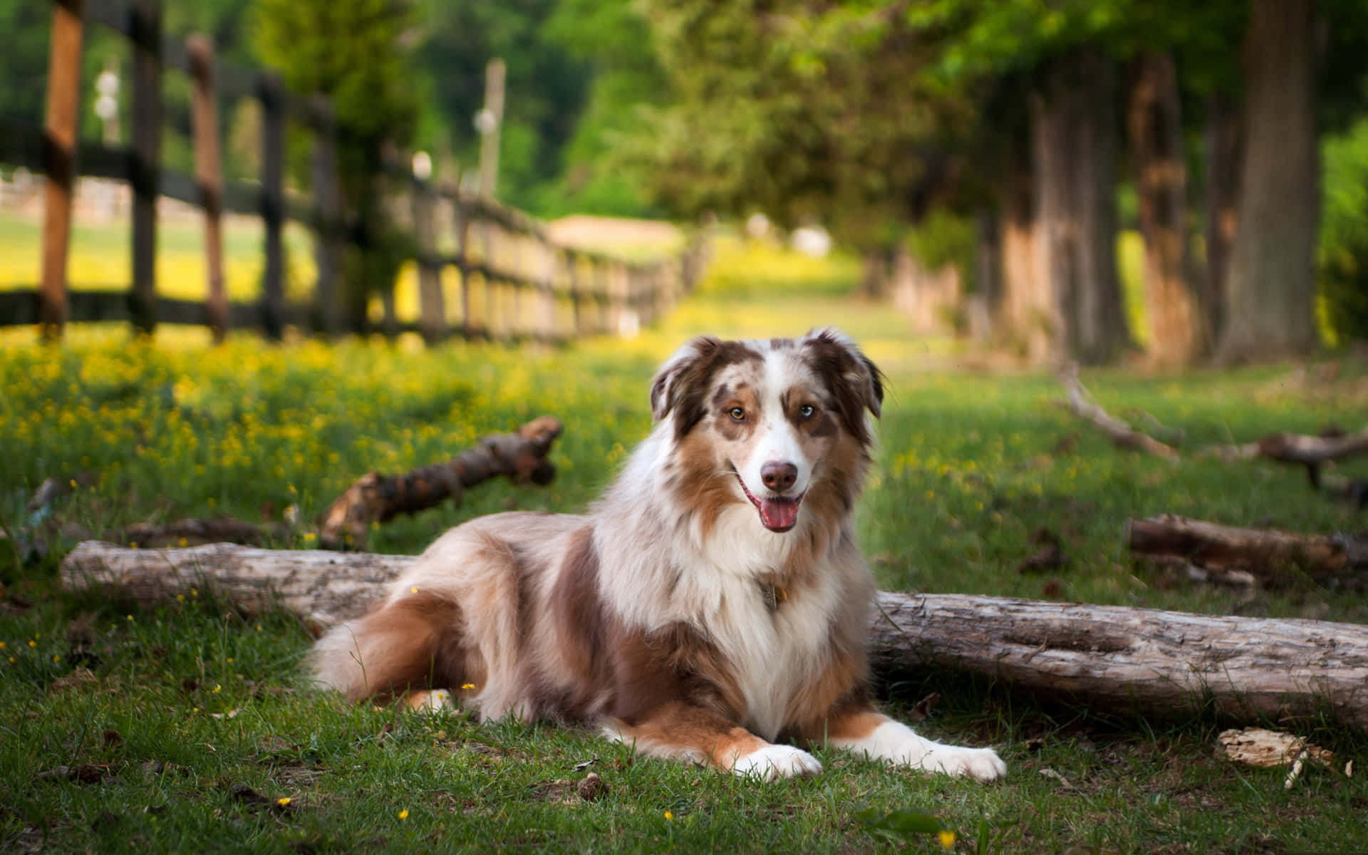 澳洲牧羊犬在陽光田野的草地上靠近木頭休息