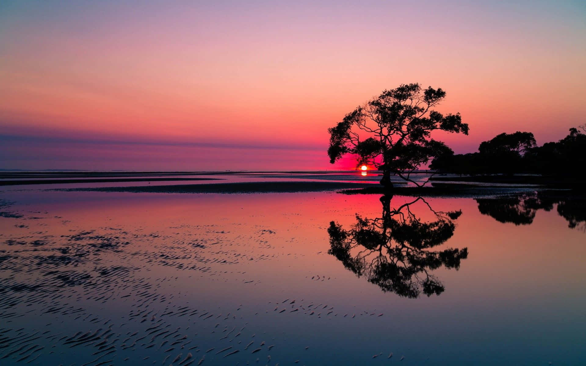 澳洲純淨海灘日落美景 壁紙 — 一棵孤樹在充滿活力的粉紅色和紫色日落中形成剪影，完美地倒映在平靜的水面上。