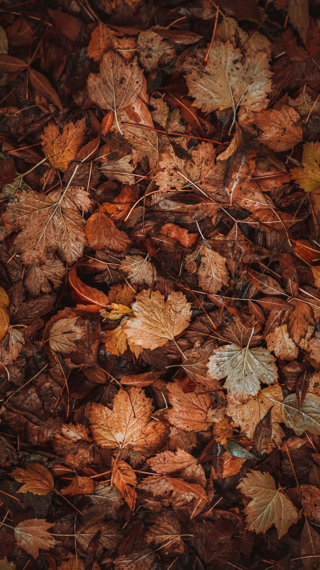 Brown Leaves 桌布 壁紙 — 濃密的棕色和橙色落葉地毯覆蓋著森林地面。
