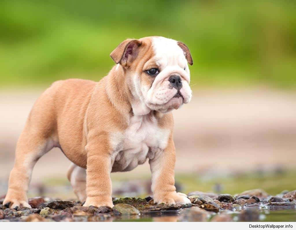 濕地上的鬥牛犬幼犬 壁紙 — 一隻可愛的棕白色鬥牛犬幼犬警覺地站在水邊濕滑的石頭上，背景是柔和的綠色模糊效果。