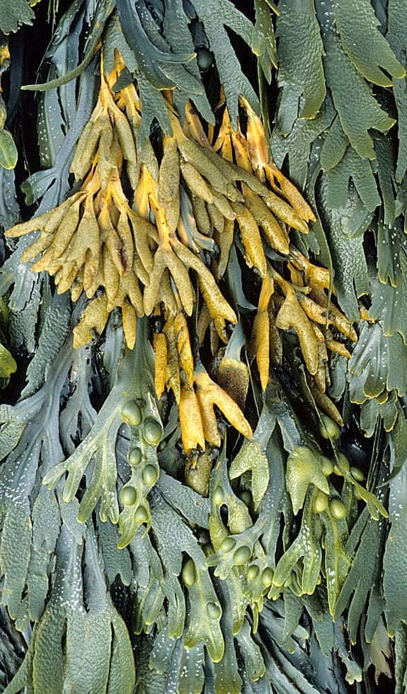 Seaweed 桌布 壁紙 — 濕岩石上帶有球狀生長物的紋理綠色和黃色海藻的特寫。