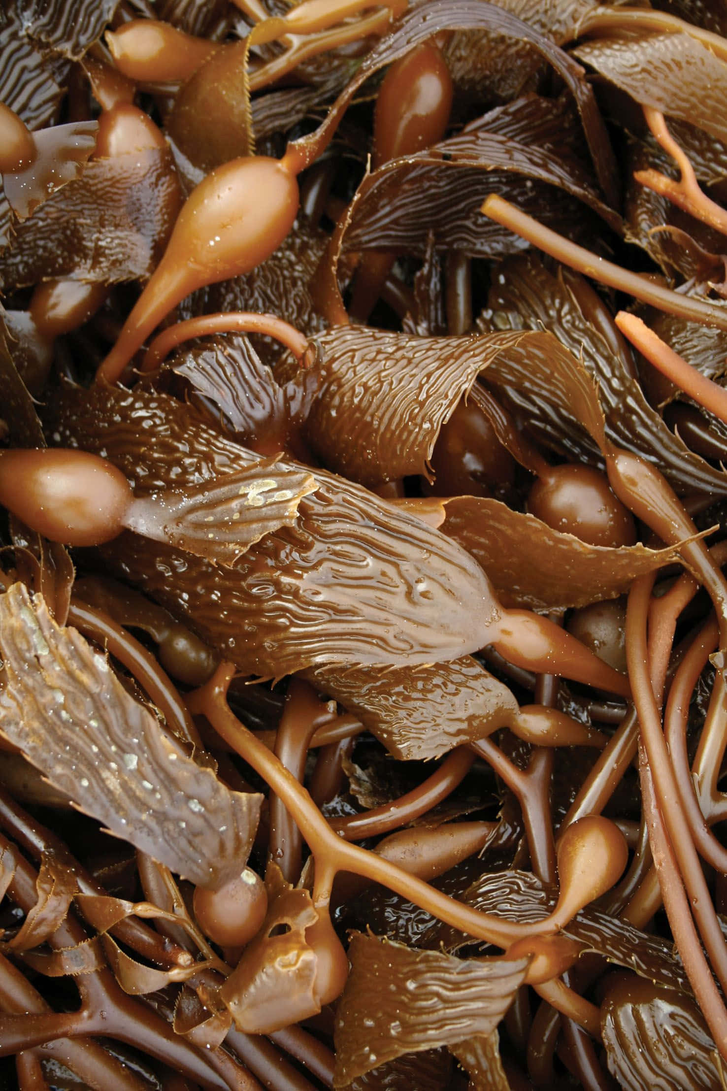 Seaweed 桌布 壁紙 — 濕棕色海藻的特寫，帶有球狀橙色繁殖結構，閃爍著水滴。
