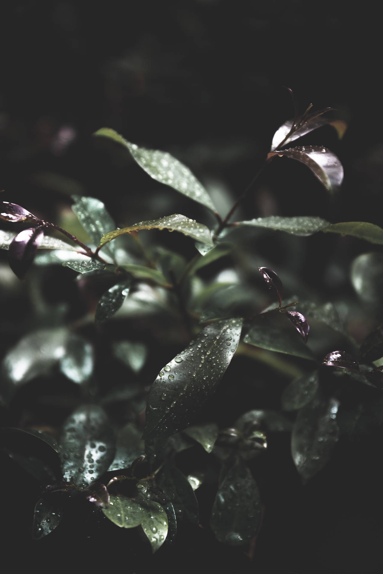 在昏暗光線下，帶有雨滴的濕葉特寫