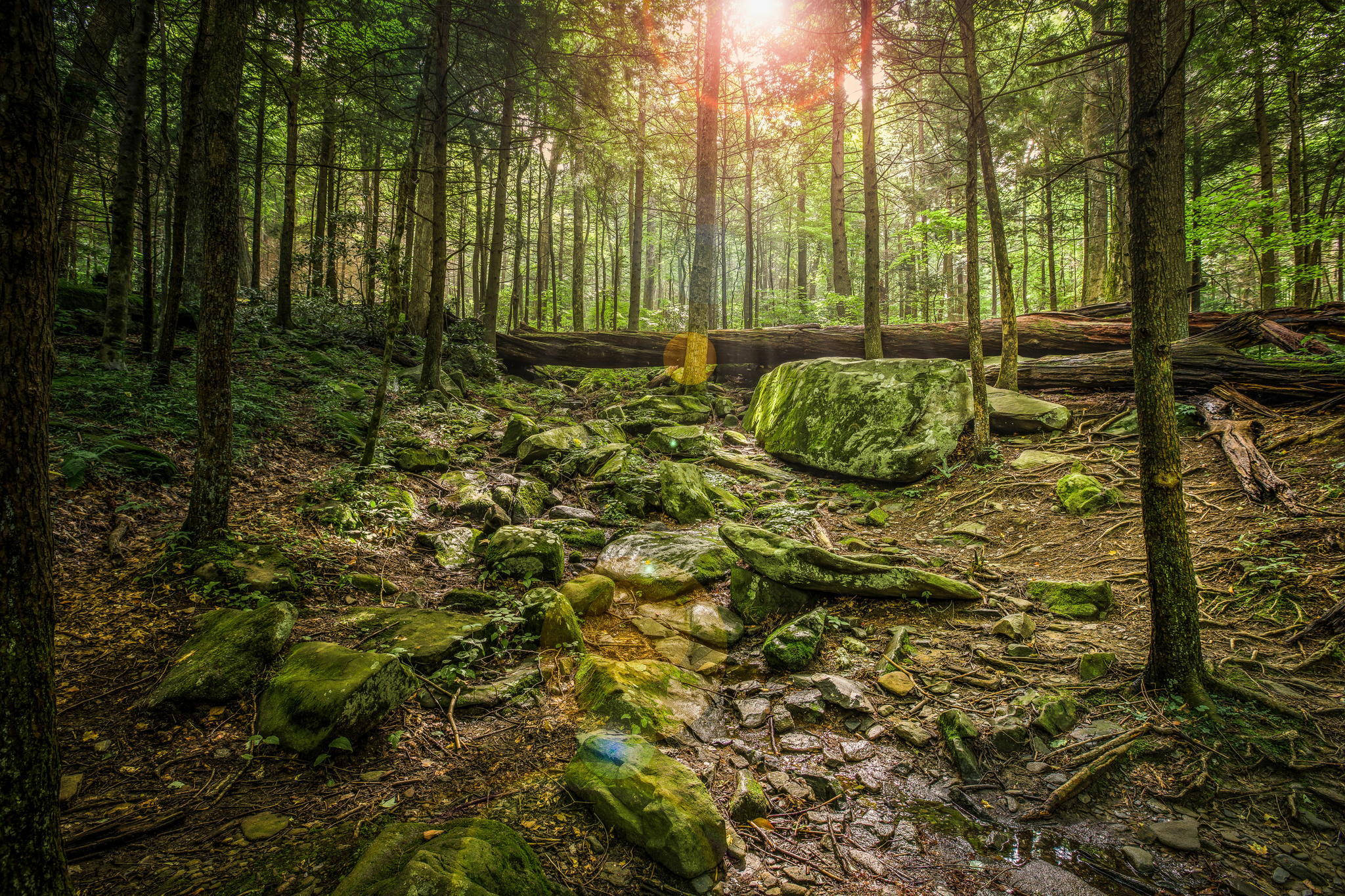 濕潤苔蘚森林風景 壁紙 — 陽光穿過高大的樹木，照亮了茂密森林中長滿苔蘚的岩石和倒下的原木。