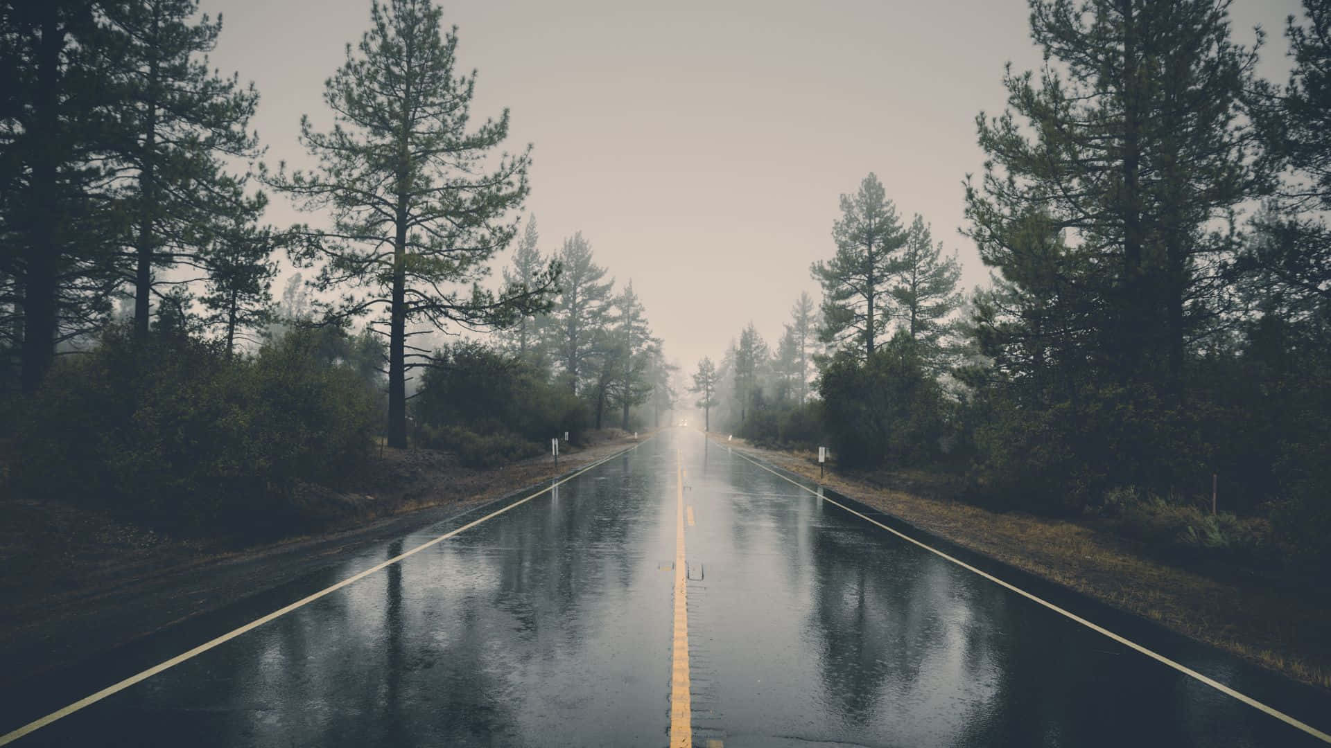 濕潤道路旁松樹背景 壁紙 — 一條濕漉漉的瀝青路在陰天之下，兩旁高聳的松樹夾道，延伸至霧濛濛的遠方。