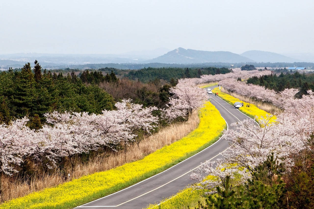 濟州島 noksan 路 壁紙 — 一條蜿蜒的道路穿過充滿活力的春天景觀，兩旁盛開的櫻花和金色的油菜花田，在柔和的多雲天空下。