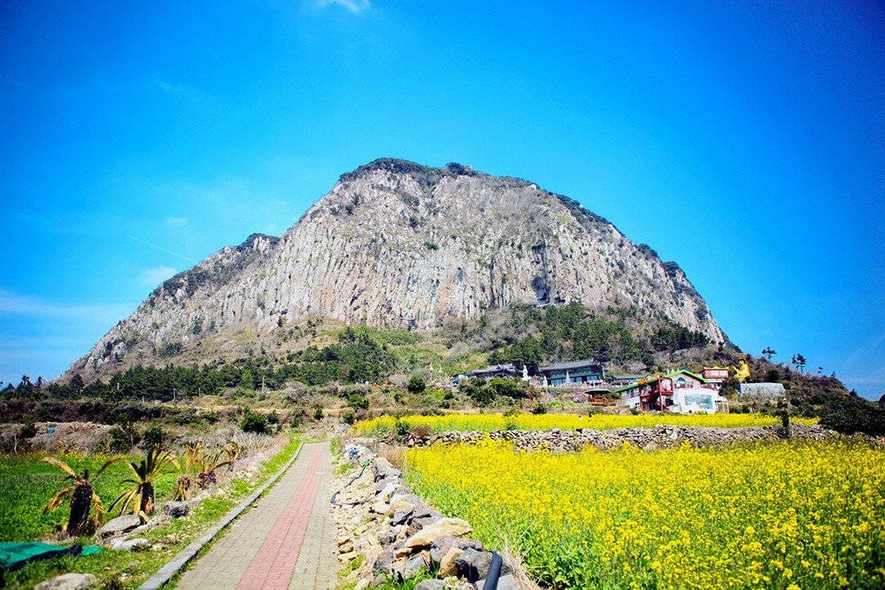 濟州島三平面山景 壁紙 — 一條蜿蜒的小路經過充滿活力的黃色油菜花田，通往一座巨大岩石山腳下的村莊，天空清澈湛藍。