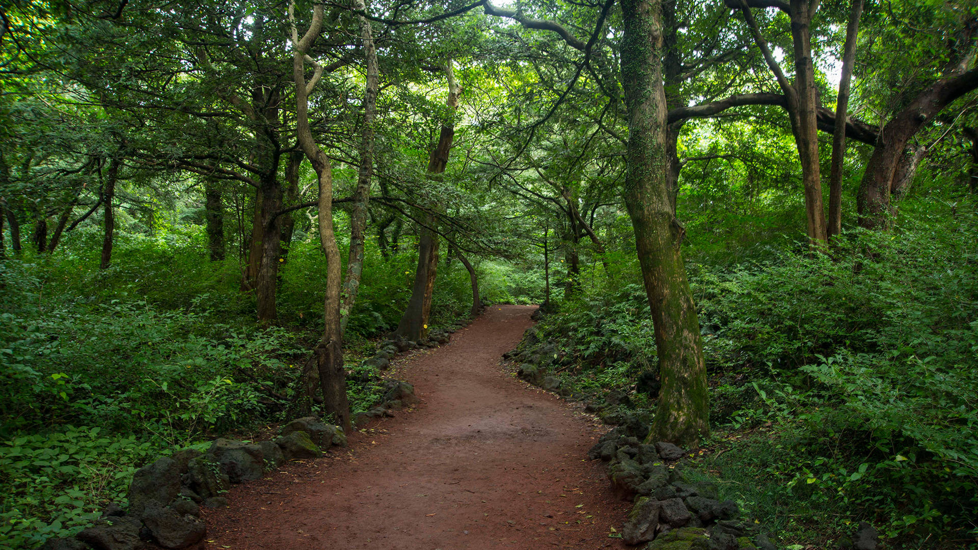 濟州島中心寧靜的比加林森林 壁紙 — 一條蜿蜒的泥土小徑穿過茂密的綠色森林，森林裡有高大的樹木和茂密的灌木叢。