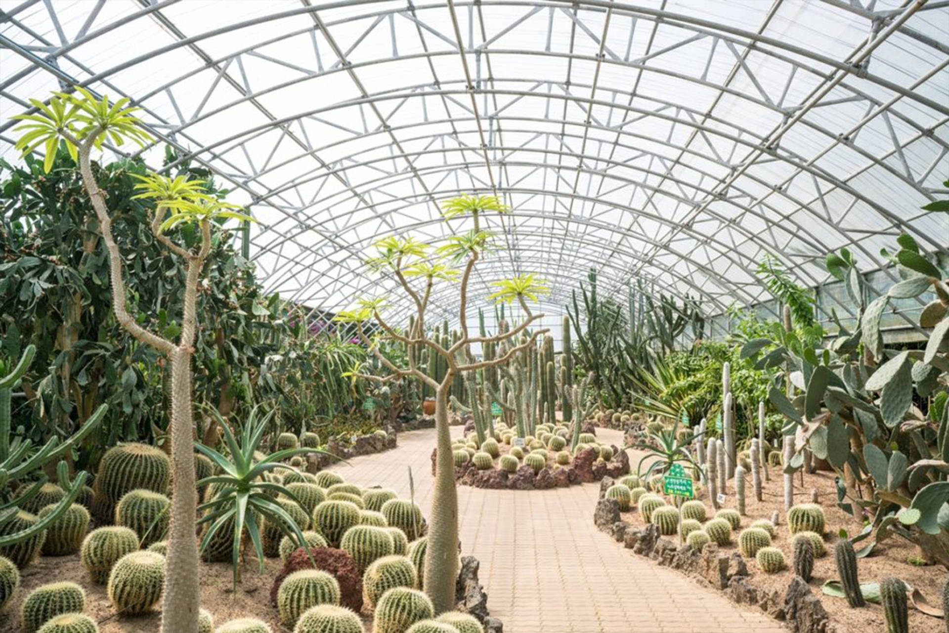 濟州島哈利姆公園迷人風景 壁紙 — 一條長長的瓷磚小徑蜿蜒穿過一個巨大的溫室，溫室內有彎曲的玻璃屋頂，種滿了各種仙人掌和多肉植物。