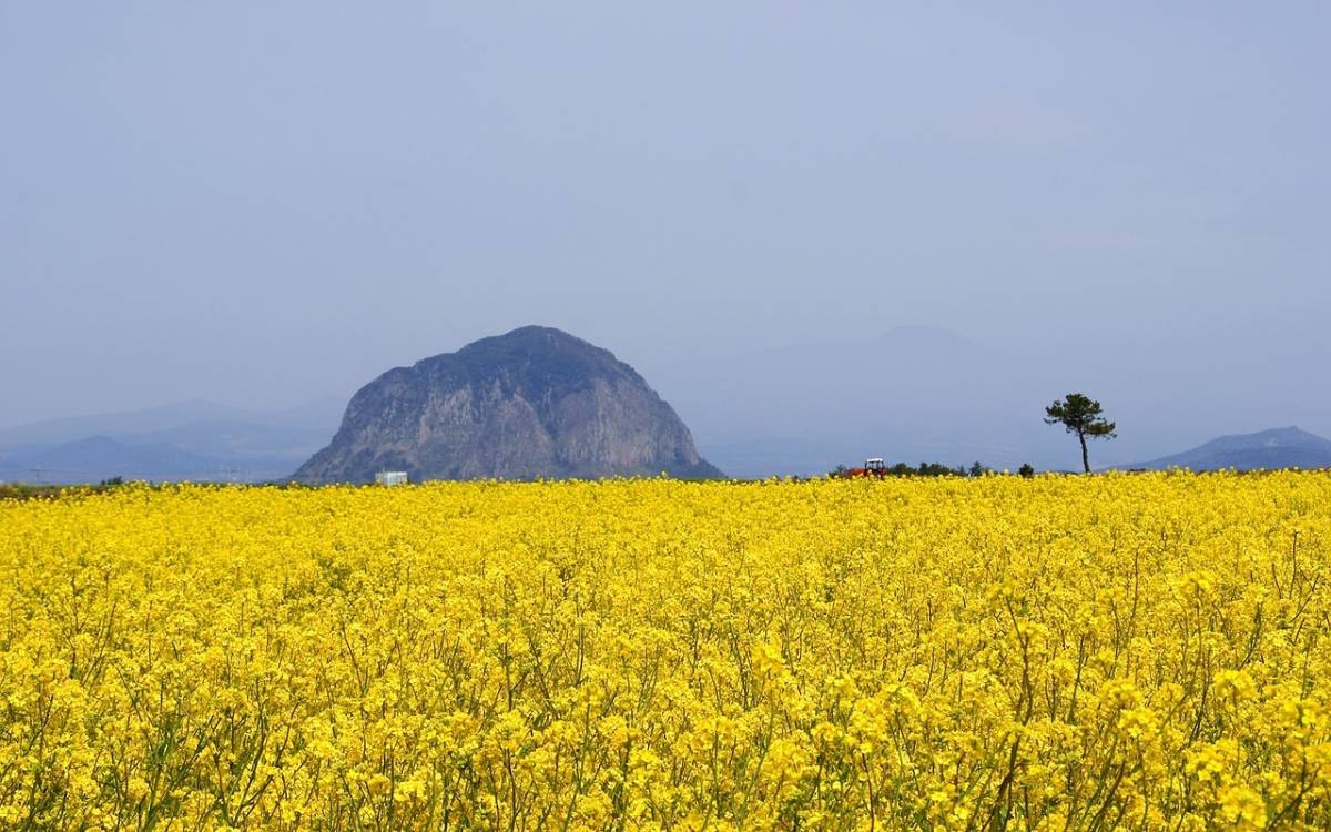 濟州島油菜花田 壁紙 — 廣闊的金色油菜花田向著一棵孤樹和崎嶇的山脈延伸，天空朦朧。