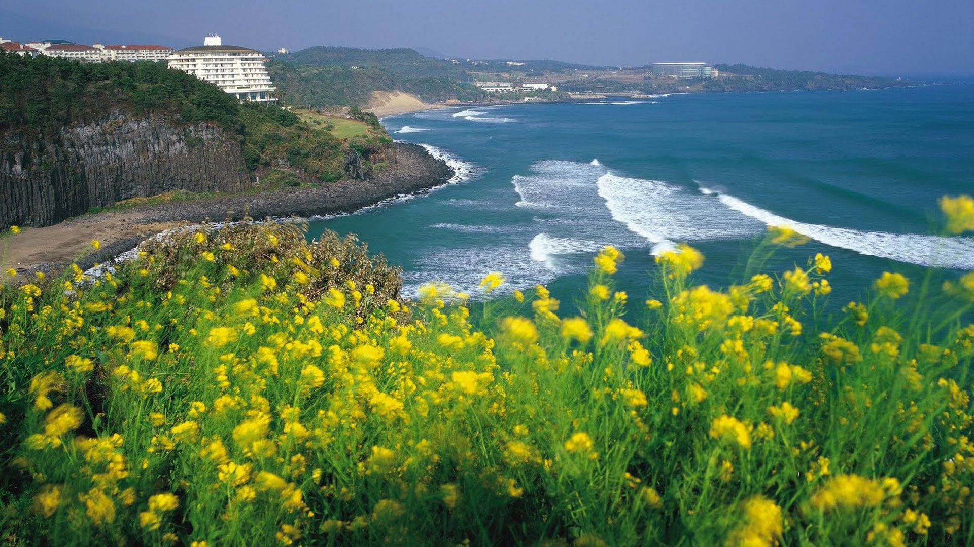 濟州島海岸花朵 壁紙 — 鮮豔的黃色野花在前景盛開，俯瞰著碧綠的海洋，海浪拍打，懸崖邊的度假村在清澈的藍天下。
