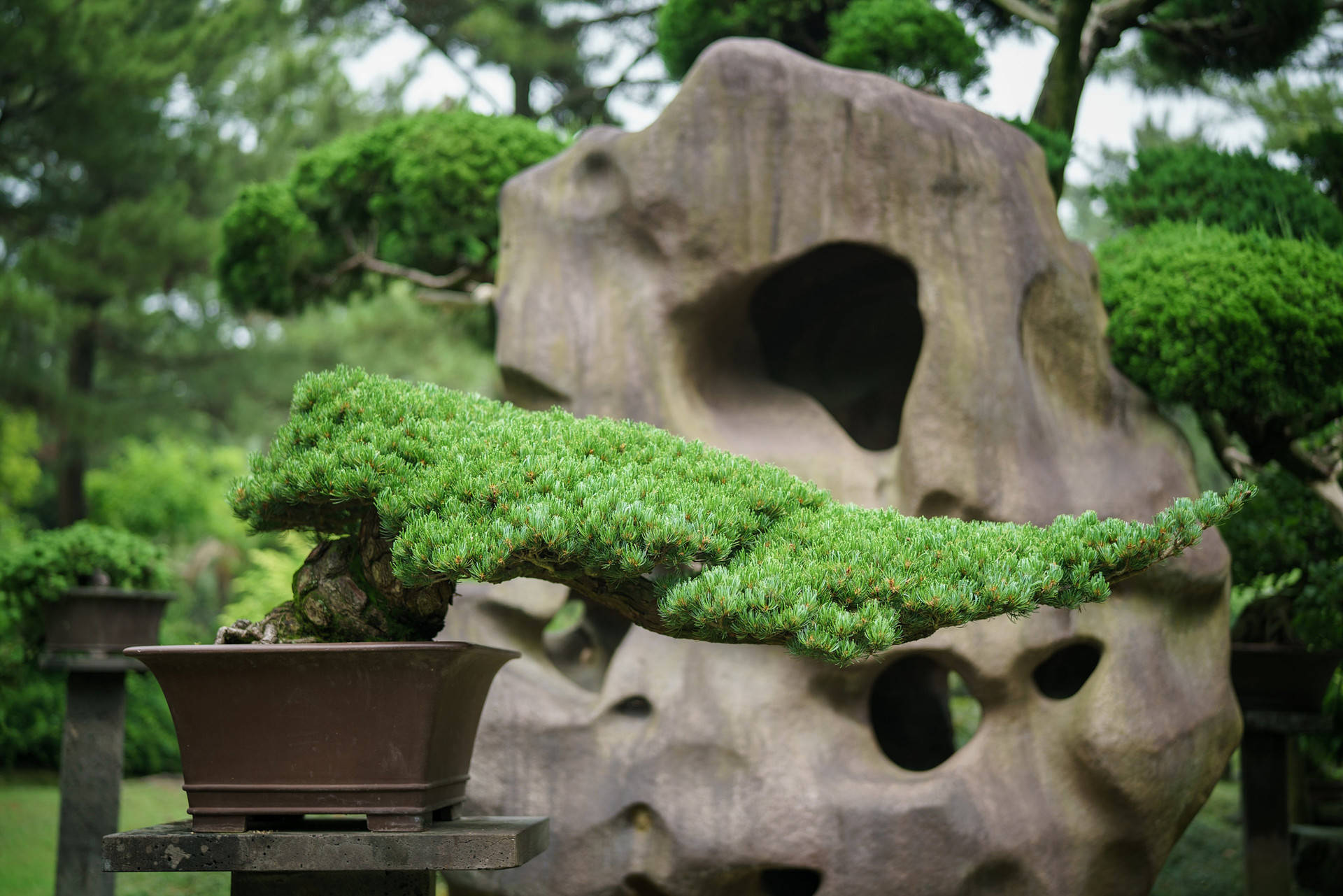 濟州島盆景公園 壁紙 — 一棵優雅彎曲的盆栽松樹在棕色花盆中，位於一個有孔洞的大型紋理岩石前，周圍是茂密的綠色花園。