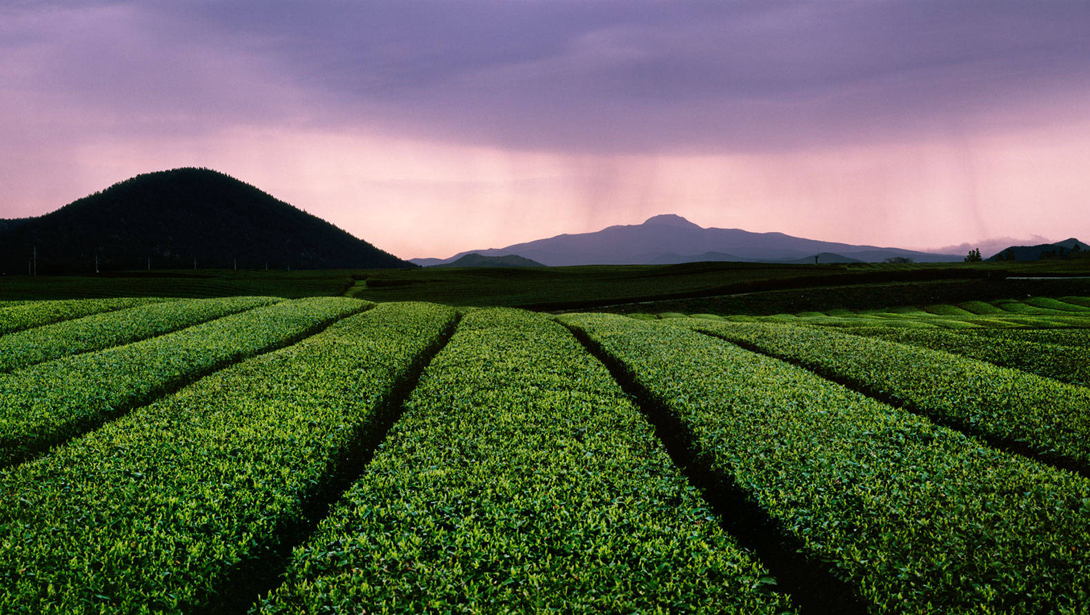 濟州島綠茶田 壁紙 — 一排排充滿活力的綠色茶樹在戲劇性的紫色和粉紅色暮色天空下向遠山延伸。