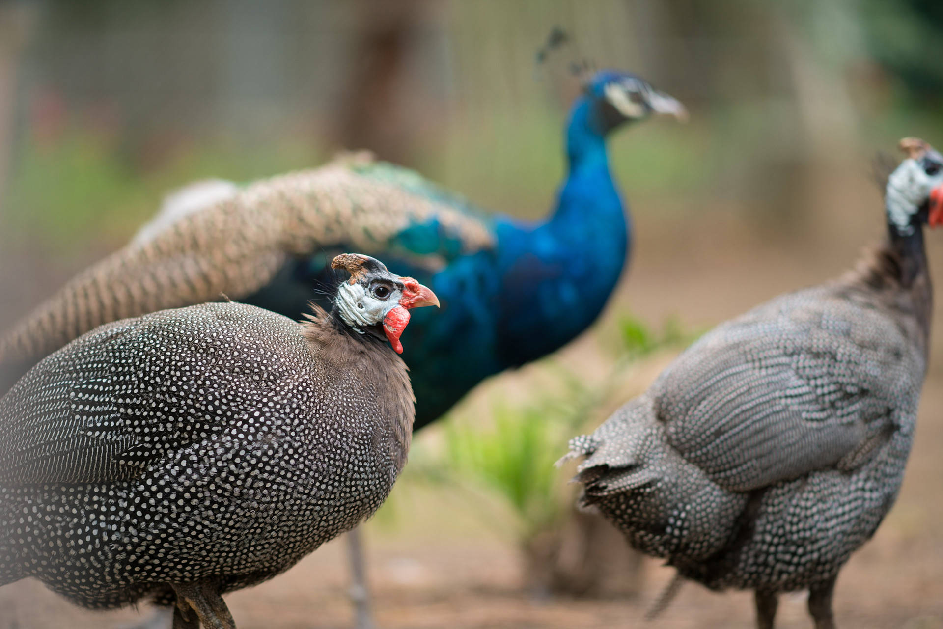 濟州島野生動物園孔雀群 壁紙 — 三隻珍珠雞和一隻孔雀站在柔和焦點的自然棲息地，帶有大地色調和鮮豔的藍色點綴。