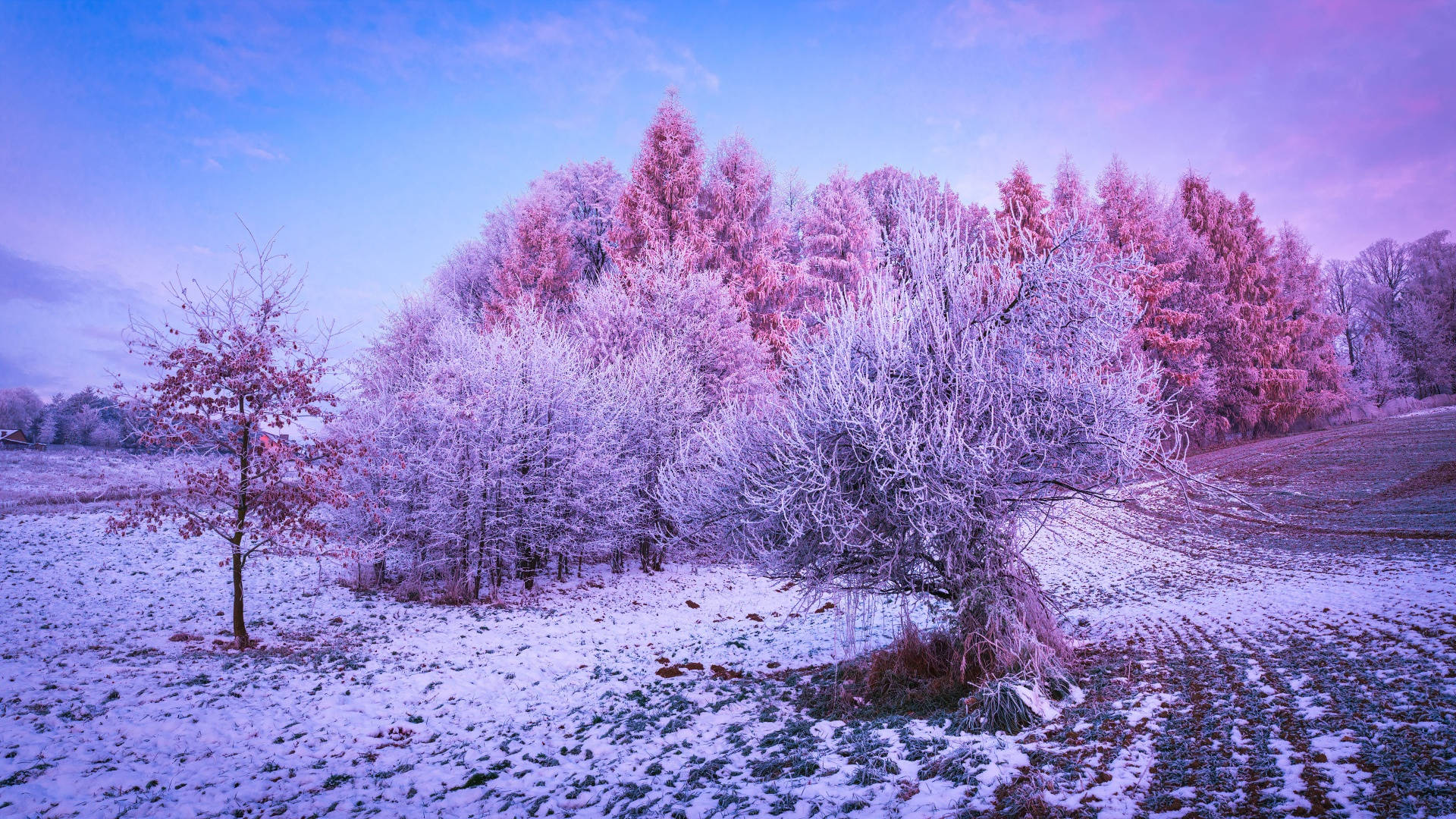 雪地中粉紅和紫色黃昏天空下的霜樹。