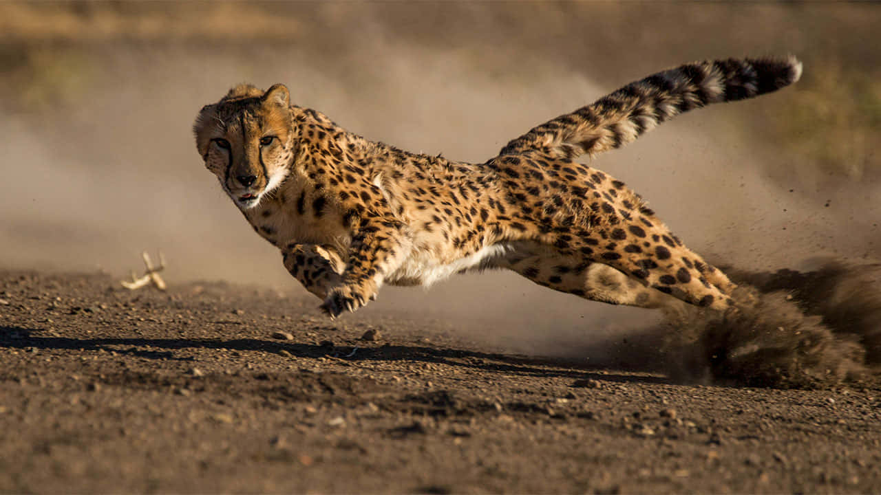 瀕危動物獵豹狩獵 Safari 照片 壁紙 — 一隻獵豹在塵土飛揚的地面上以最高速度奔跑，強壯的腿後揚起一片塵土。