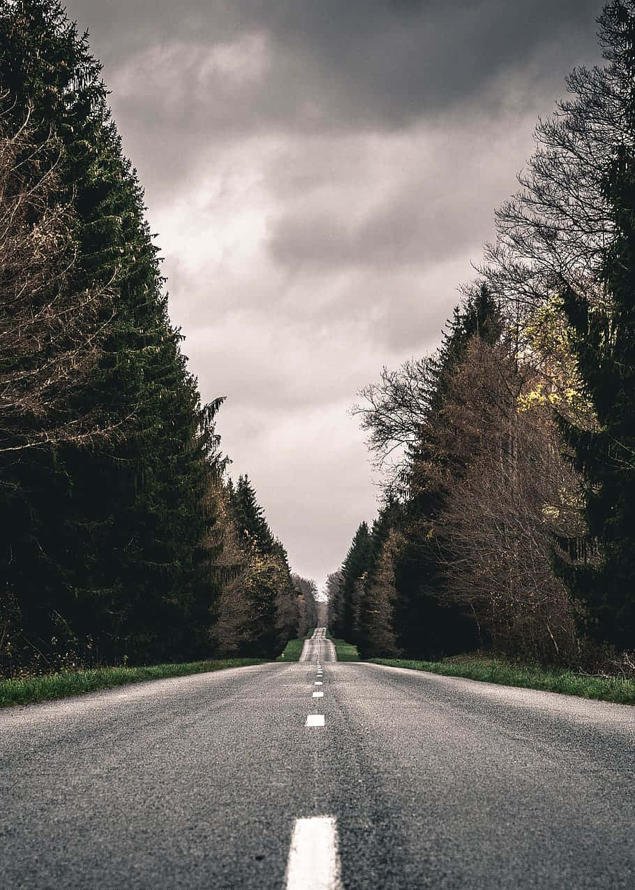 陰天下一條穿過森林的直路。