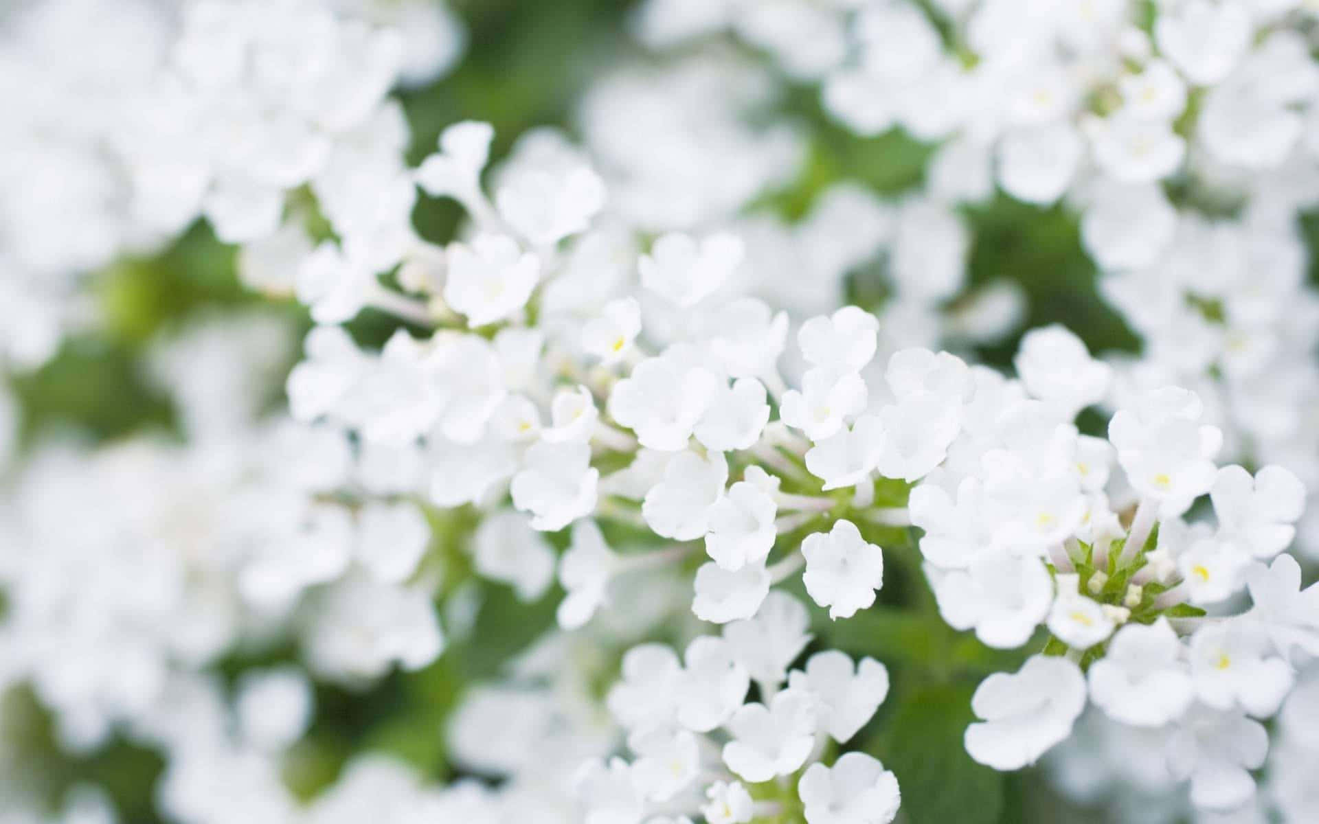 灌木上的白色花朵 壁紙