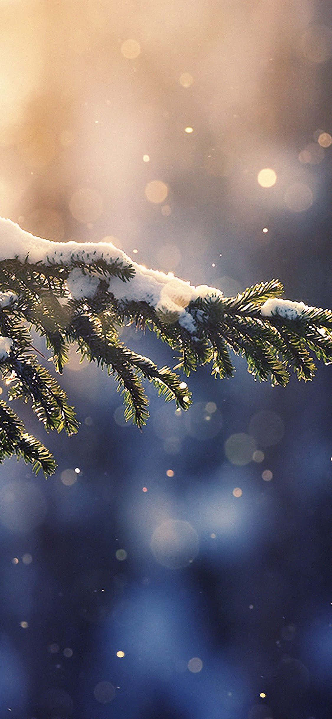 Winter Christmas 桌布 壁紙 — 灑滿雪花的松樹枝在金色日出和冷藍色陰影的柔和散景背景下閃閃發光。