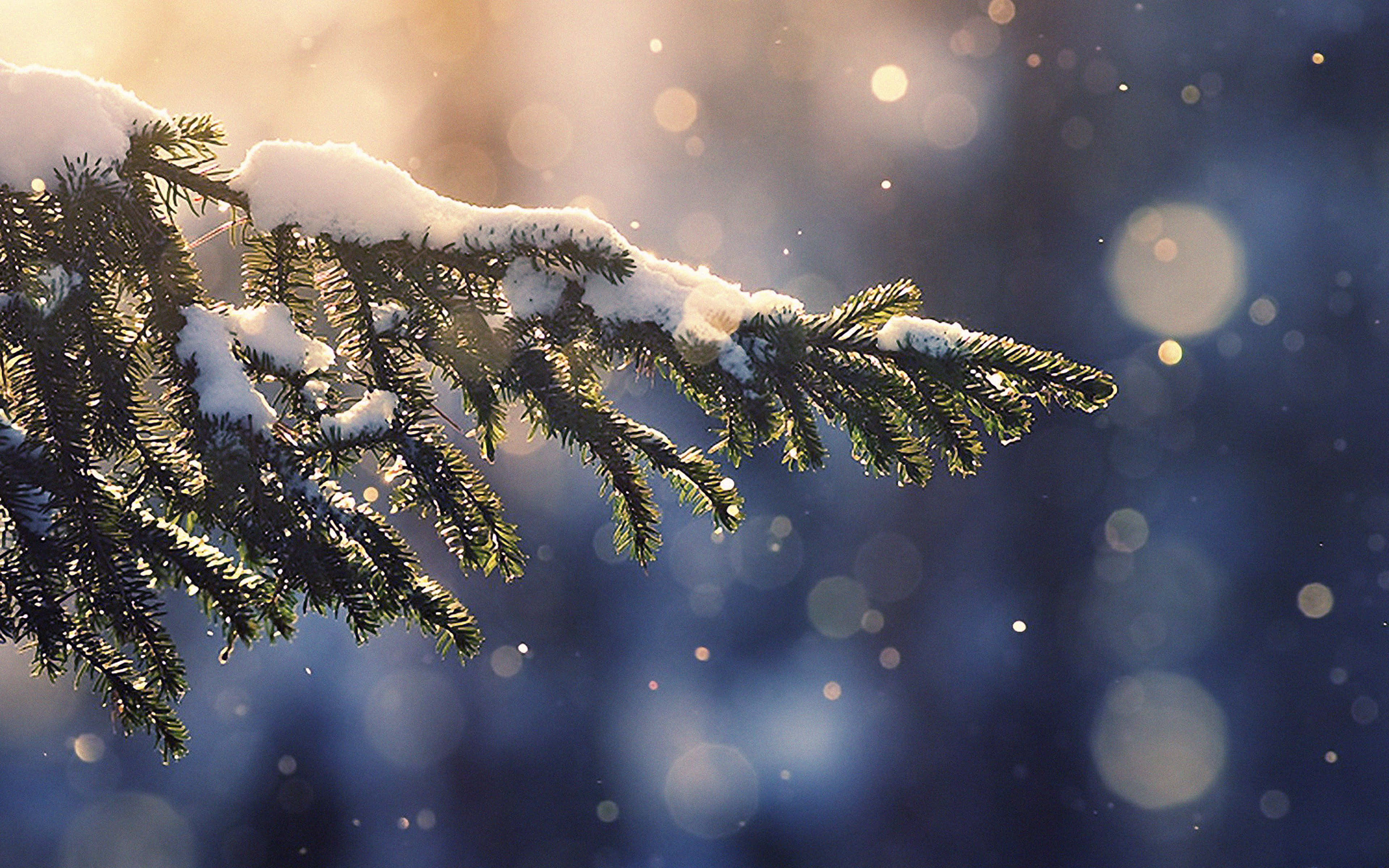 Winter Blues 桌布 壁紙 — 灑滿雪花的松樹枝在金色晨光中閃爍，背景是柔和的藍色散景。