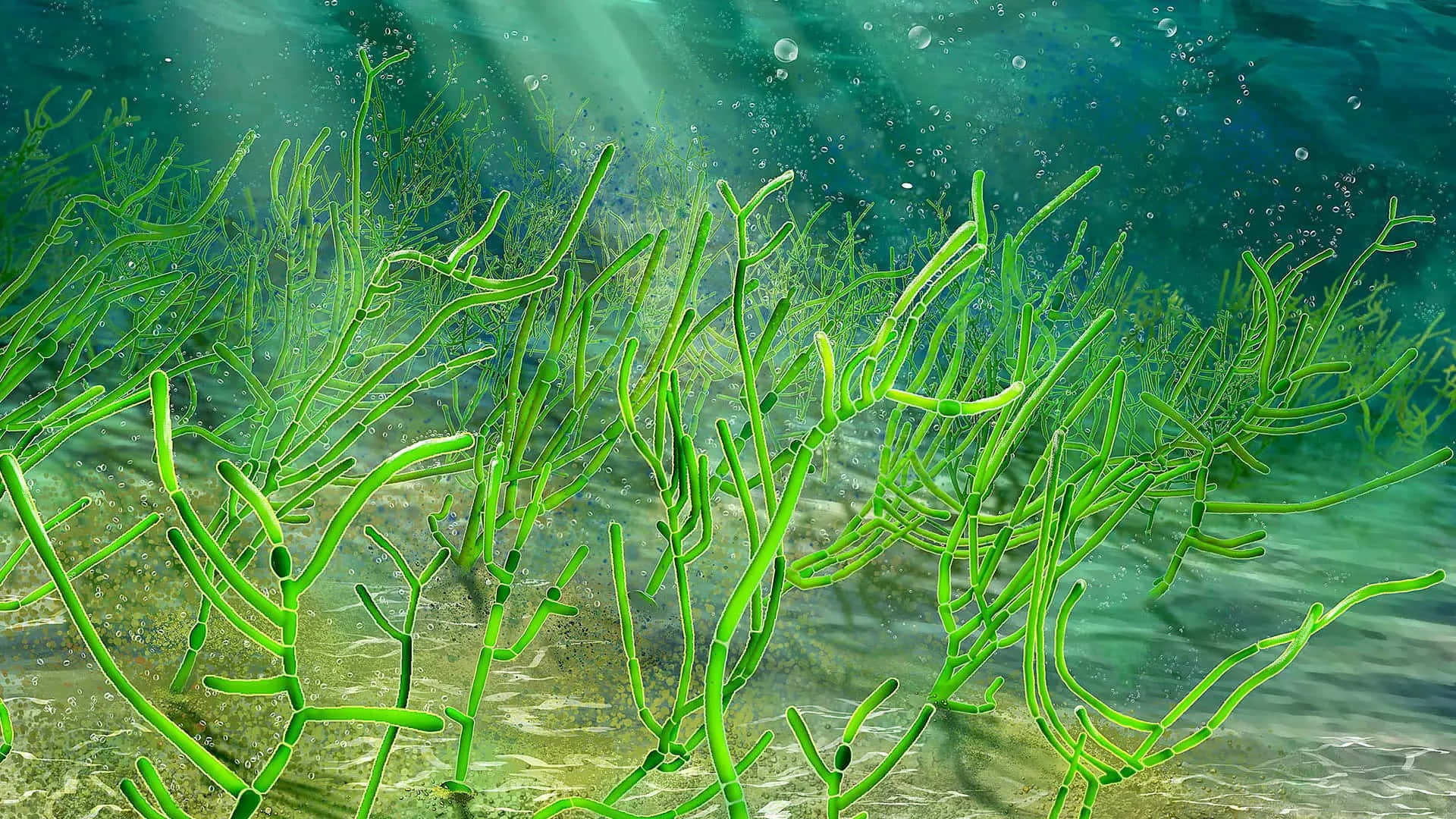 灘邊海藻的自然美景 壁紙 — 陽光穿過碧綠色的海水，照亮了在沙質海床上輕輕搖曳的鮮綠色海草。